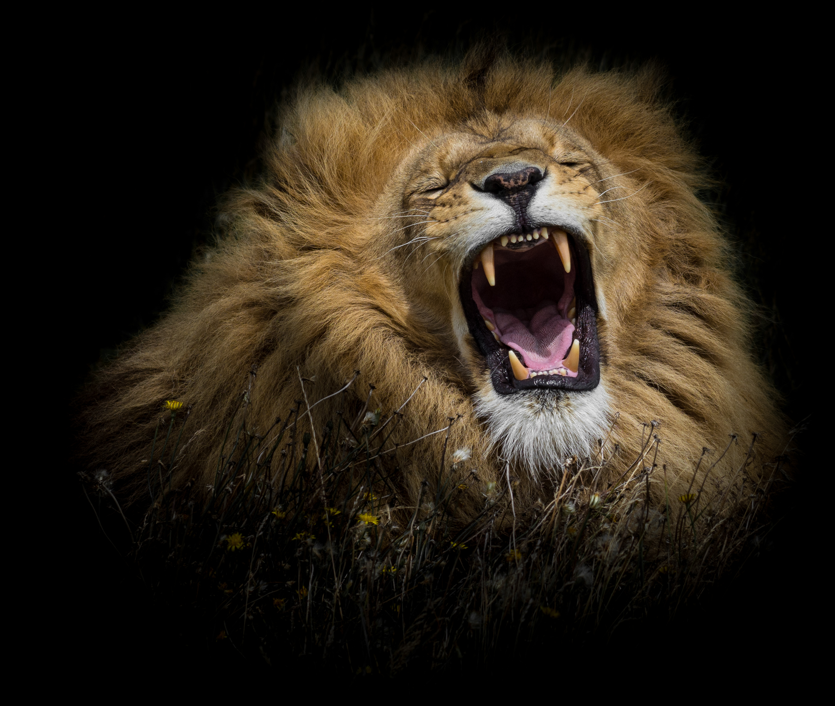 Download Roar Face Animal Lion HD Wallpaper