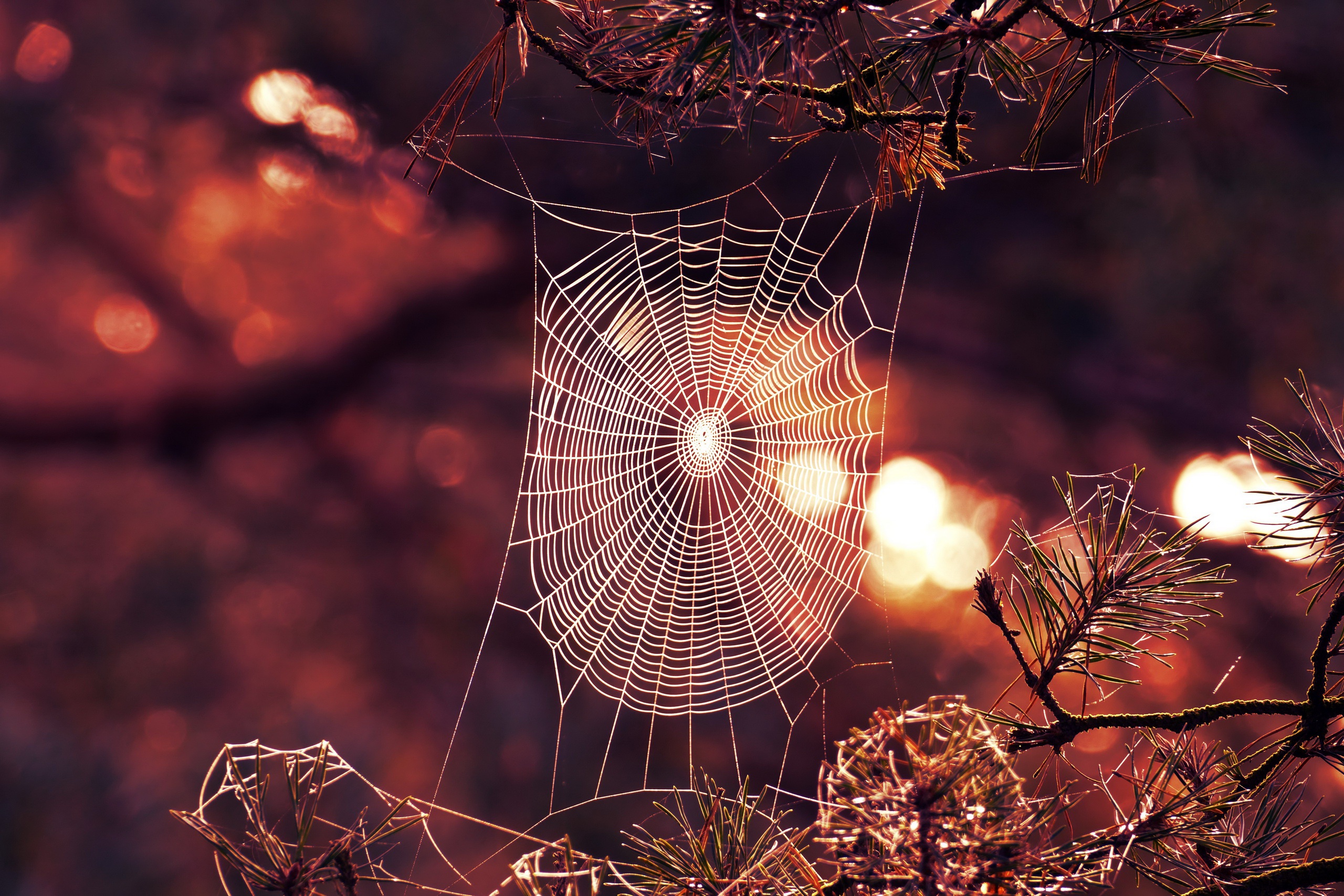 Photography Spider Web HD Wallpaper Background Image 2560x1707