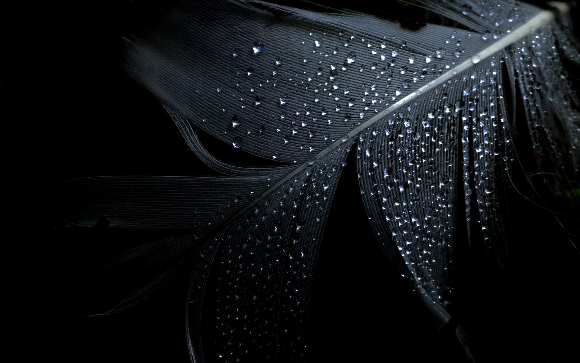 80+ Feather HD Wallpapers and Backgrounds