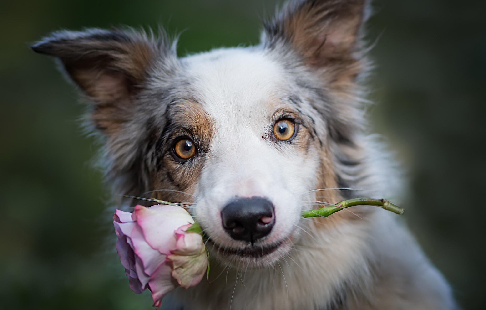 Download Stare Flower Rose Animal Dog HD Wallpaper