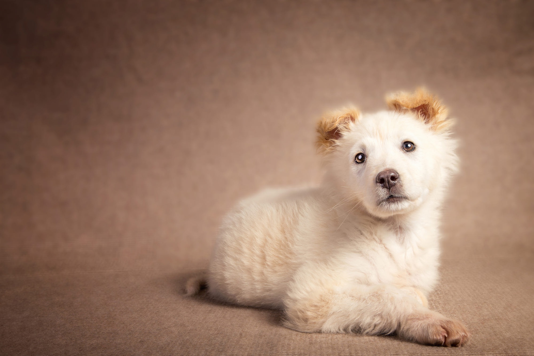 Puppy HD Wallpaper Background Image 2048x1365