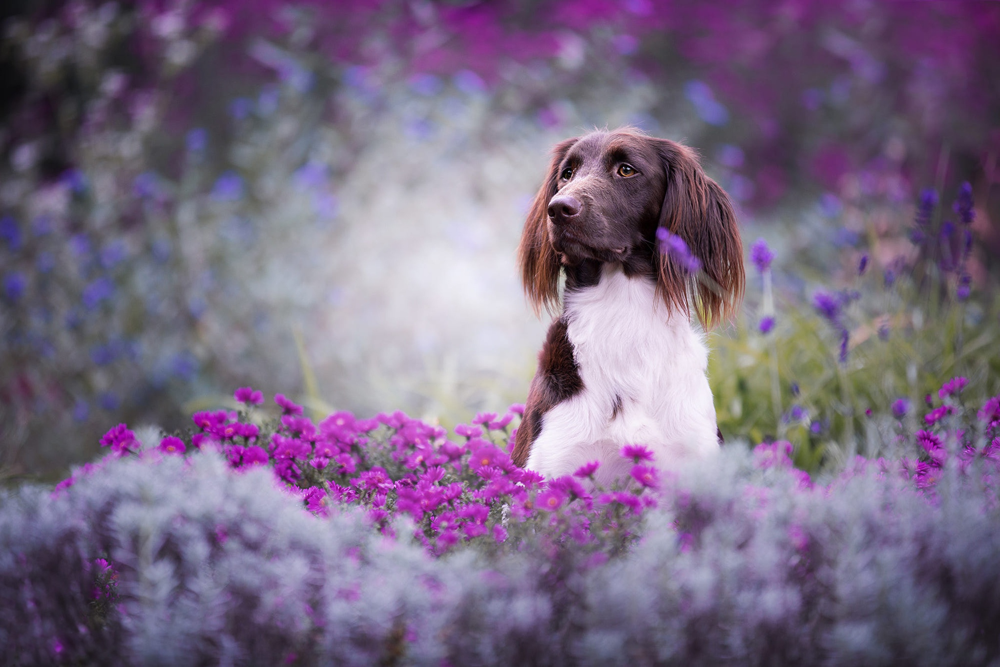 Small Münsterländer (Kleiner Münsterländer) is a versatile