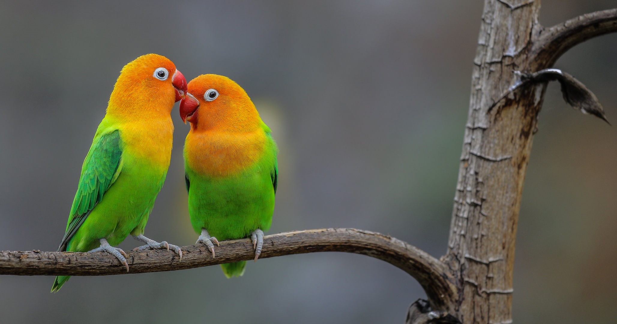 Hd Love Birds Wallpapers 1080p