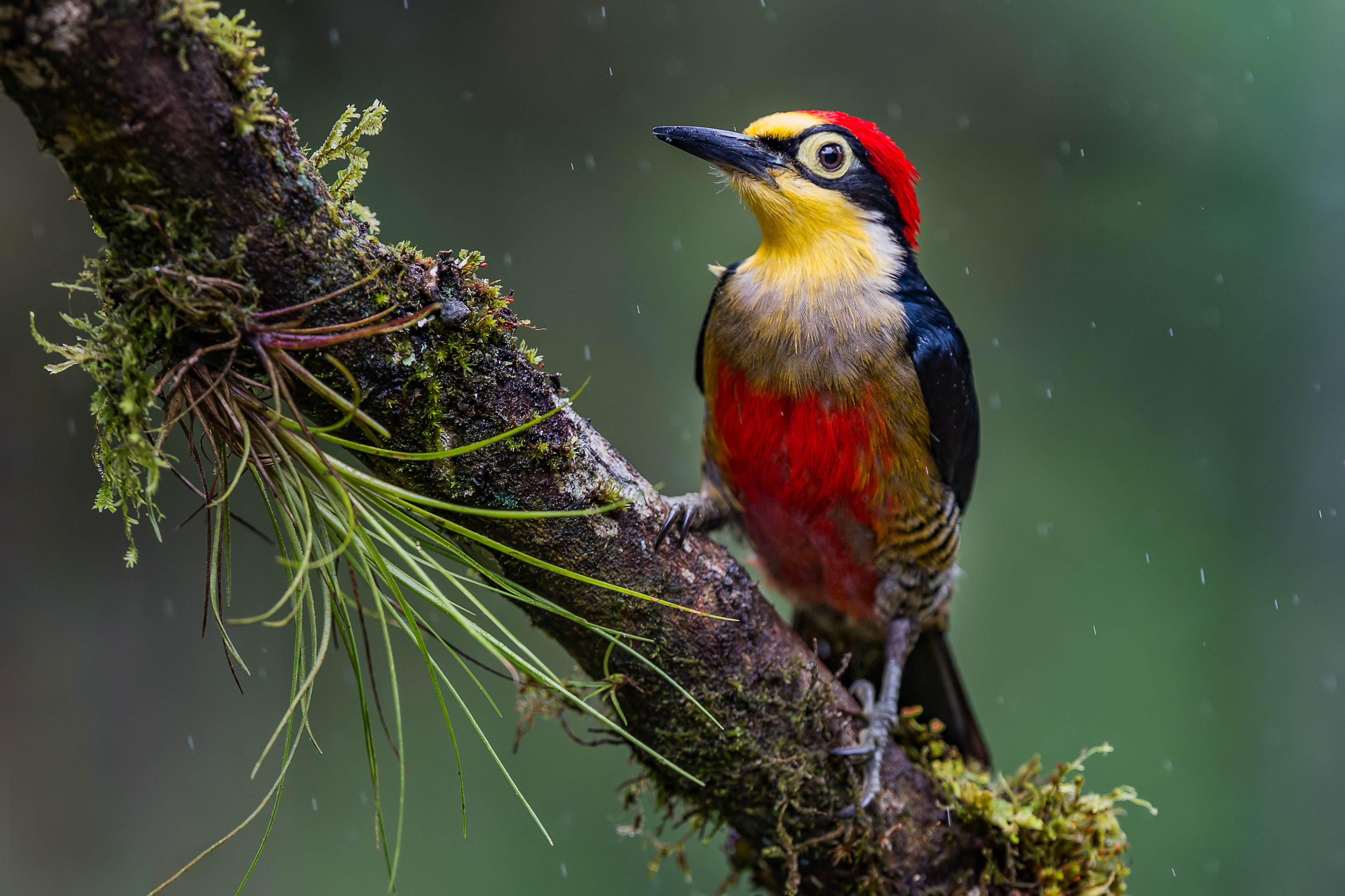 Animal Woodpecker HD Wallpaper