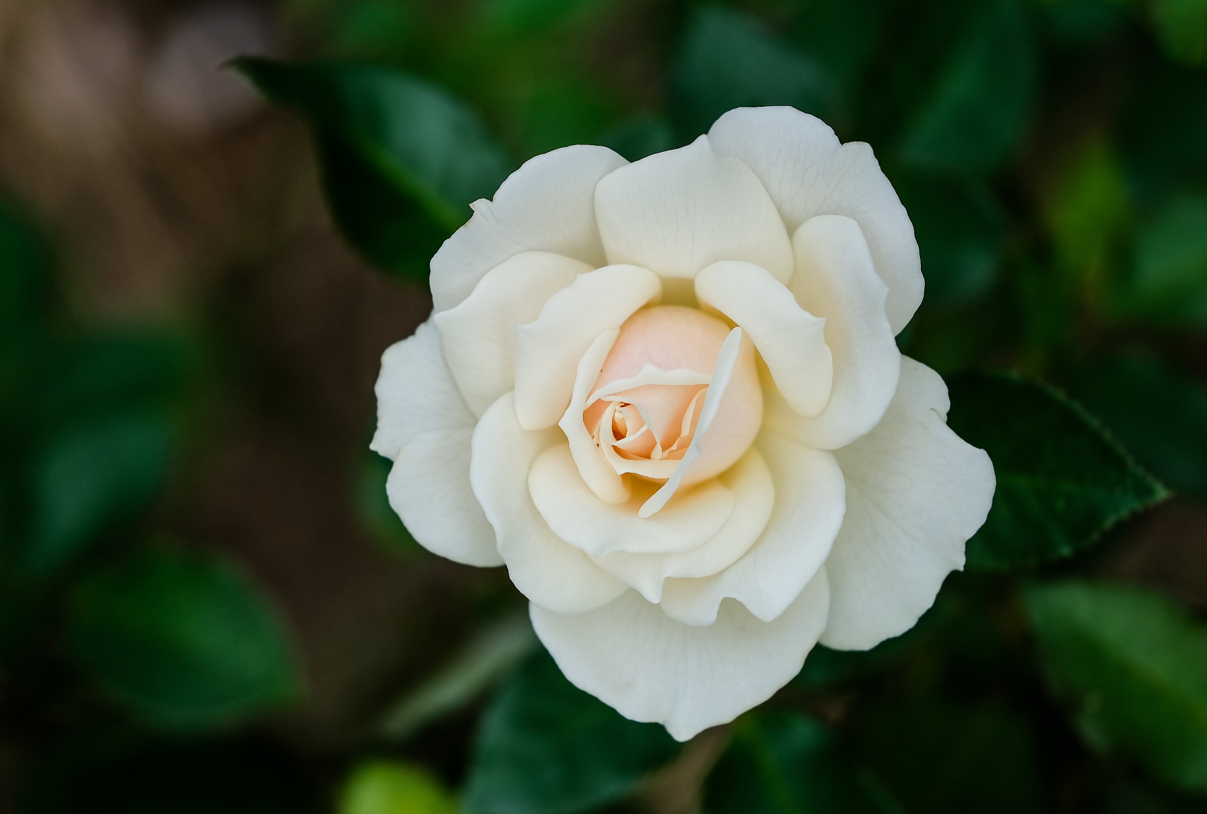 Download White Flower Petal Nature Rose 4k Ultra HD Wallpaper