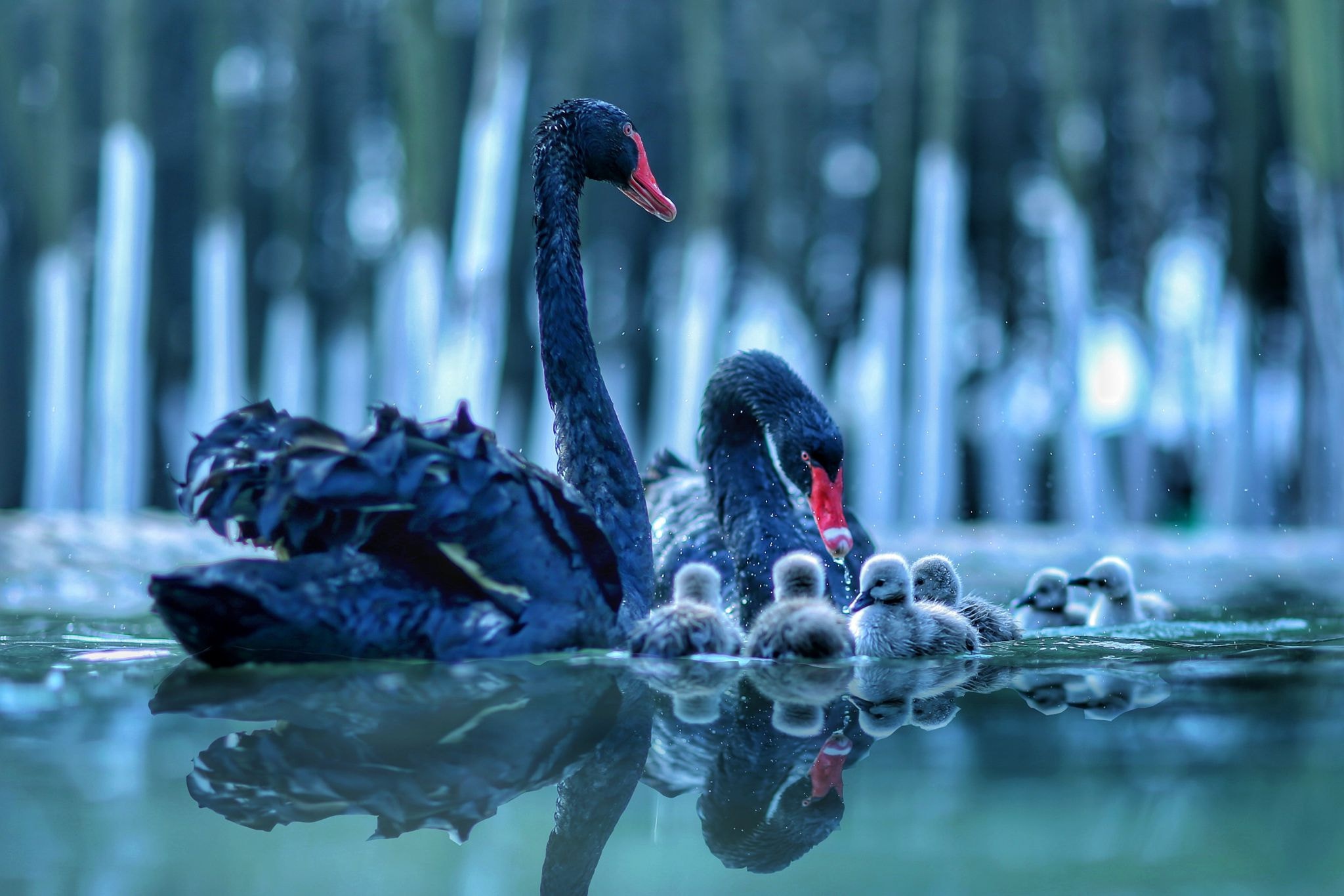Download Baby Animal Swan Reflection Bird Water Animal Black Swan HD