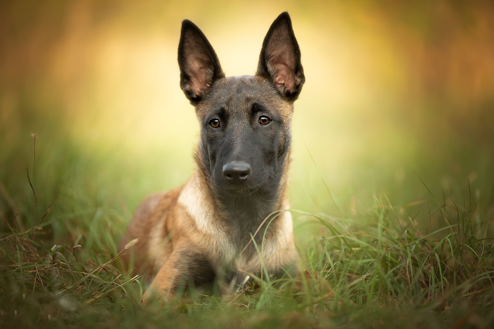 Download Malinois Dog Animal Belgian Shepherd HD Wallpaper