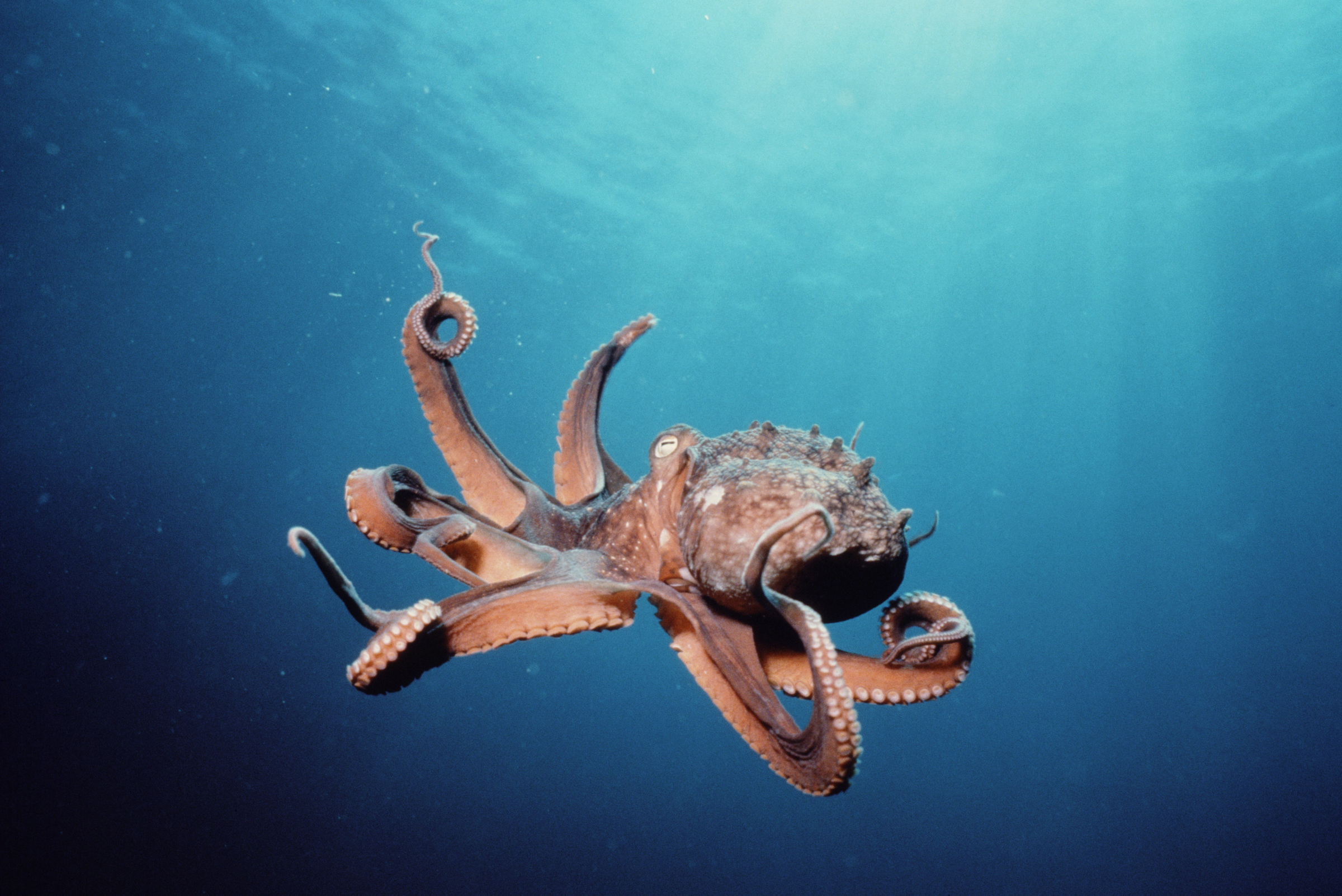 27 Octopus HD Wallpapers Background Images Wallpaper Abyss