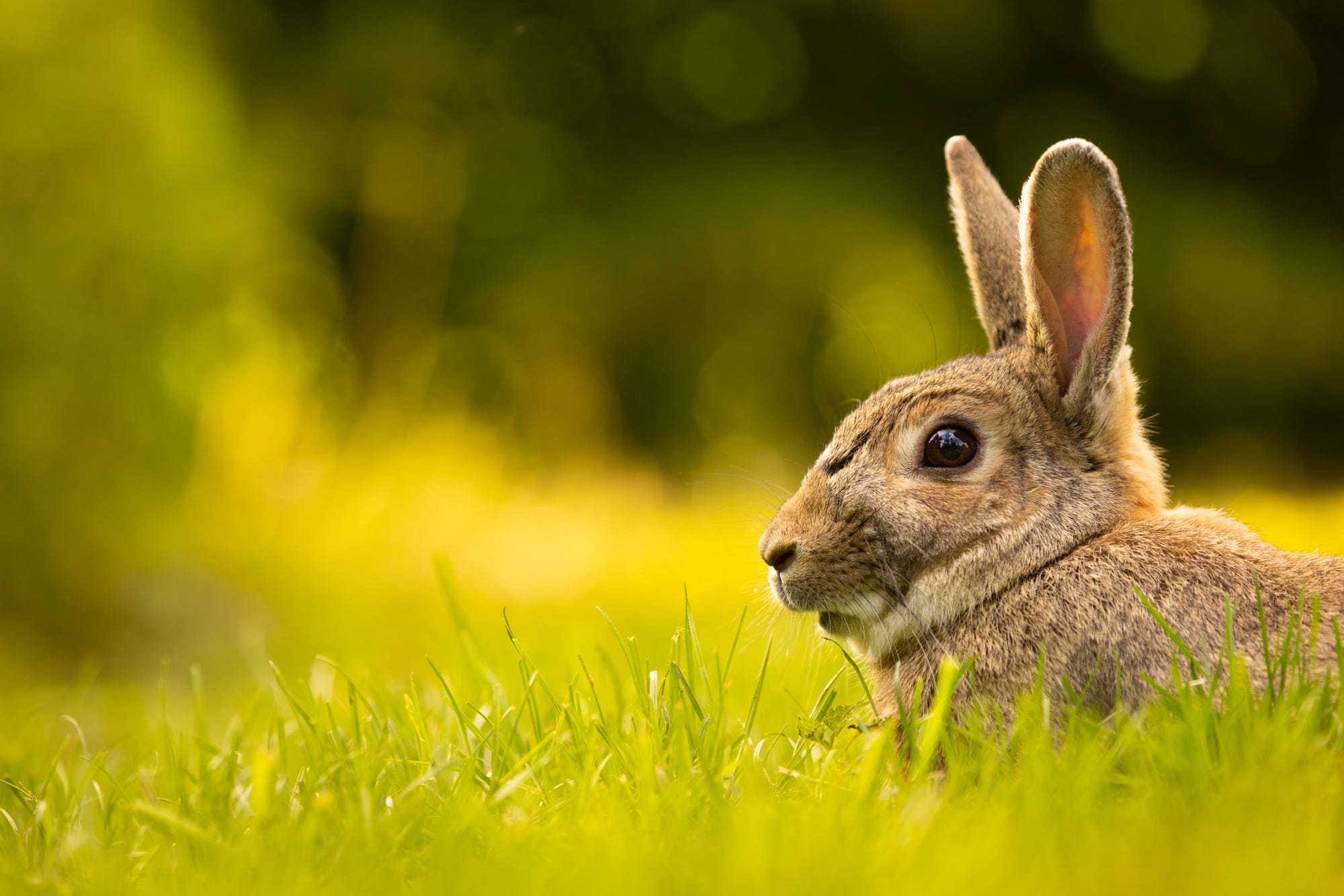 Download Animal Rabbit HD Wallpaper