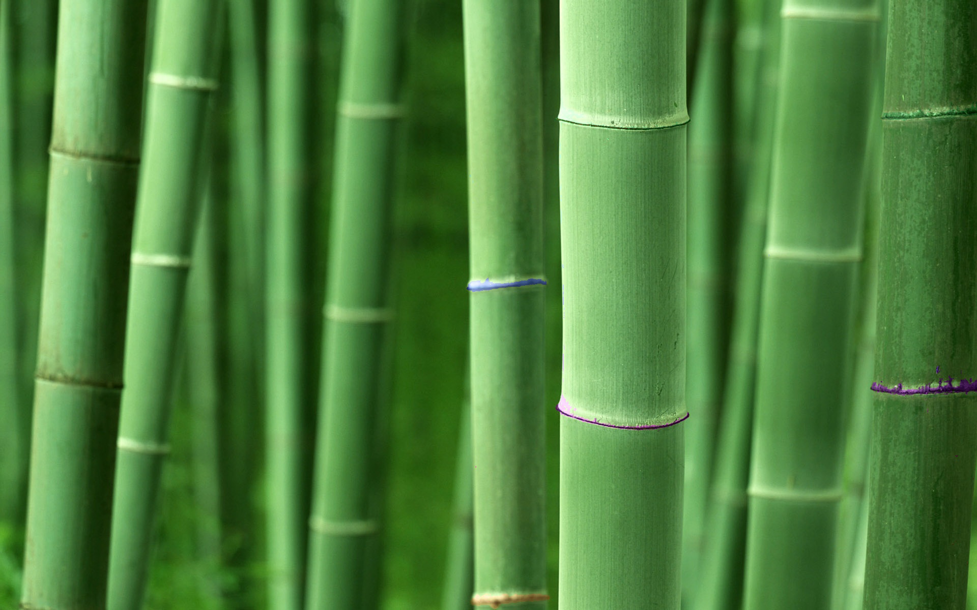 Bamboo Full HD Wallpaper and Background Image 1920x1200 ID141343
