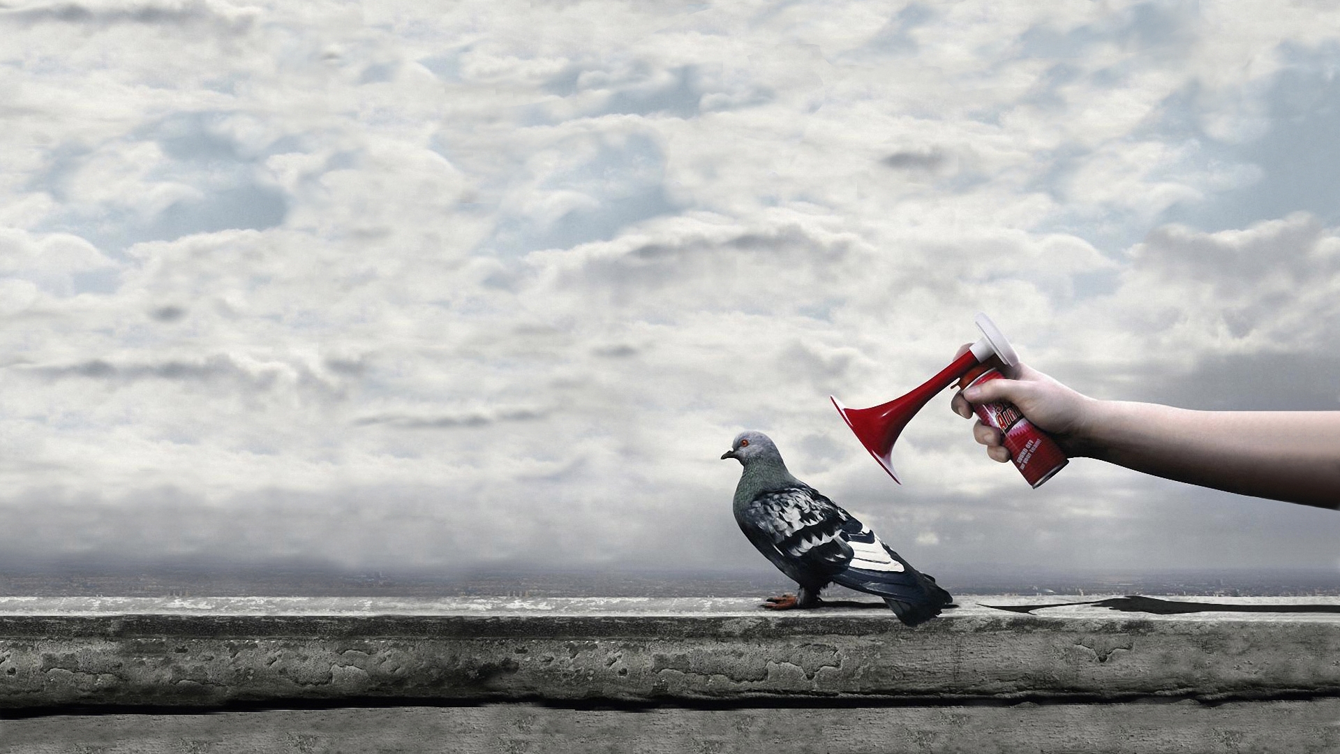 Funny Bird HD Wallpaper