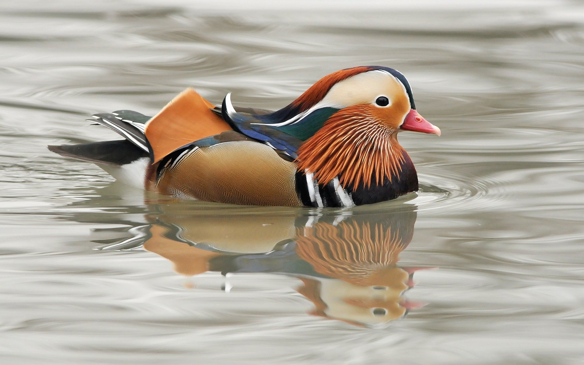 Mandarin Duck HD Wallpaper Background Image 1920x1200