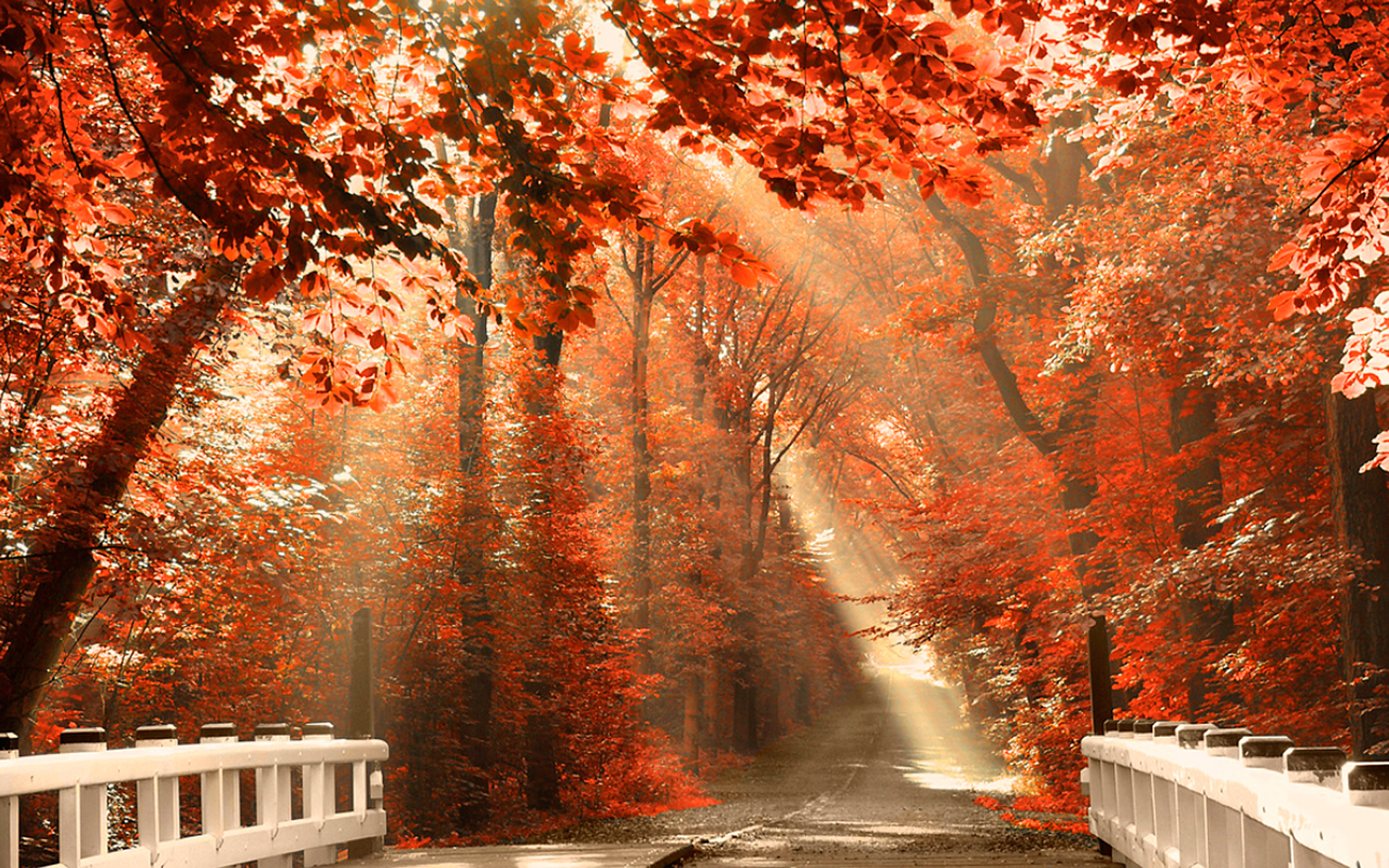 Scenic HD Wallpaper Background Image 1920x1200 ID217763