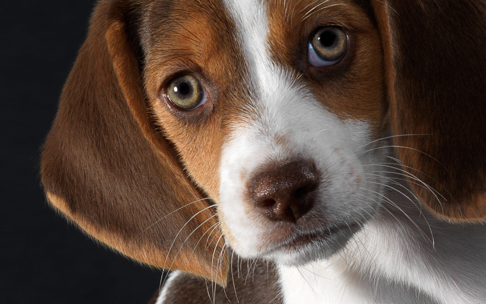 Beagle Puppy