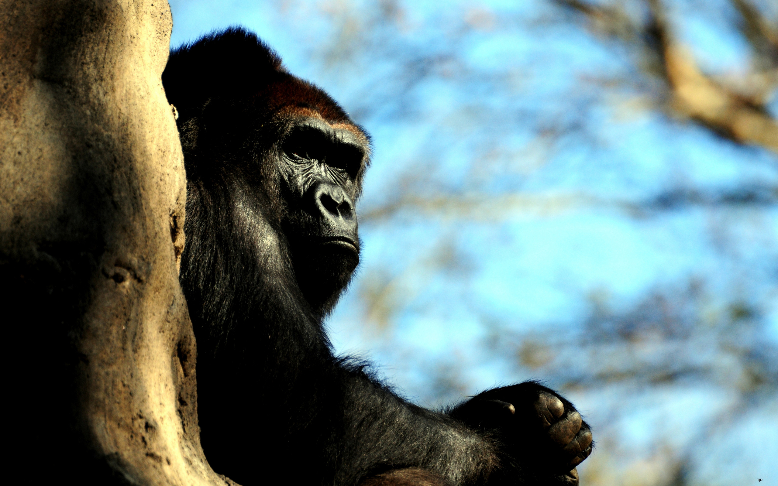 Gorilla HD Wallpaper Background Image 2560x1600 ID219901