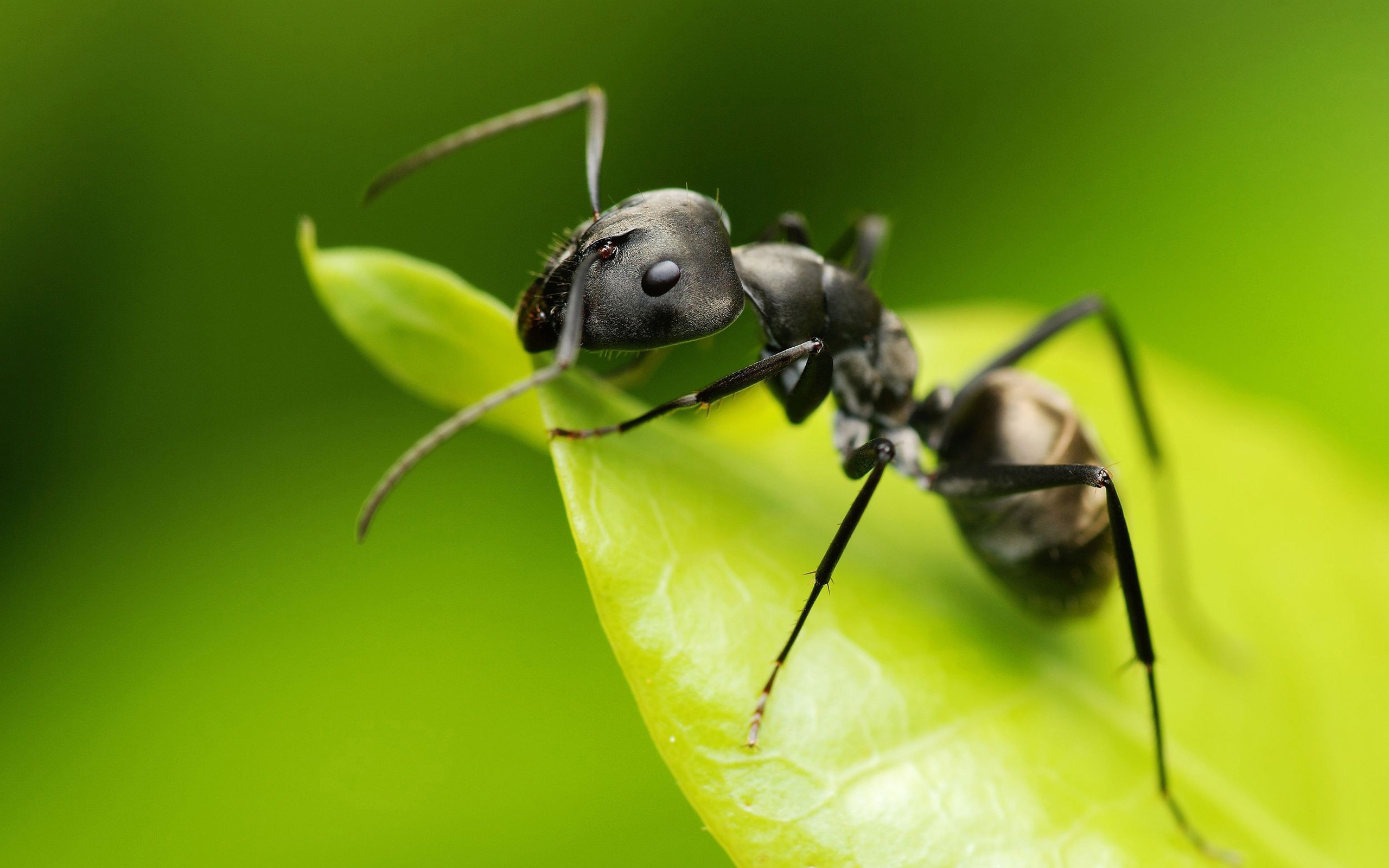 Download Animal Ant HD Wallpaper