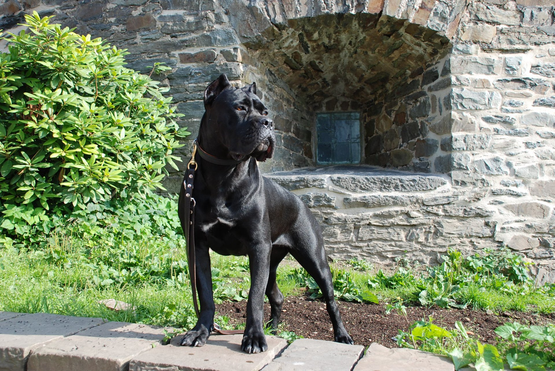 Cane Corso HD Wallpaper Background Image 1936x1296 ID225301