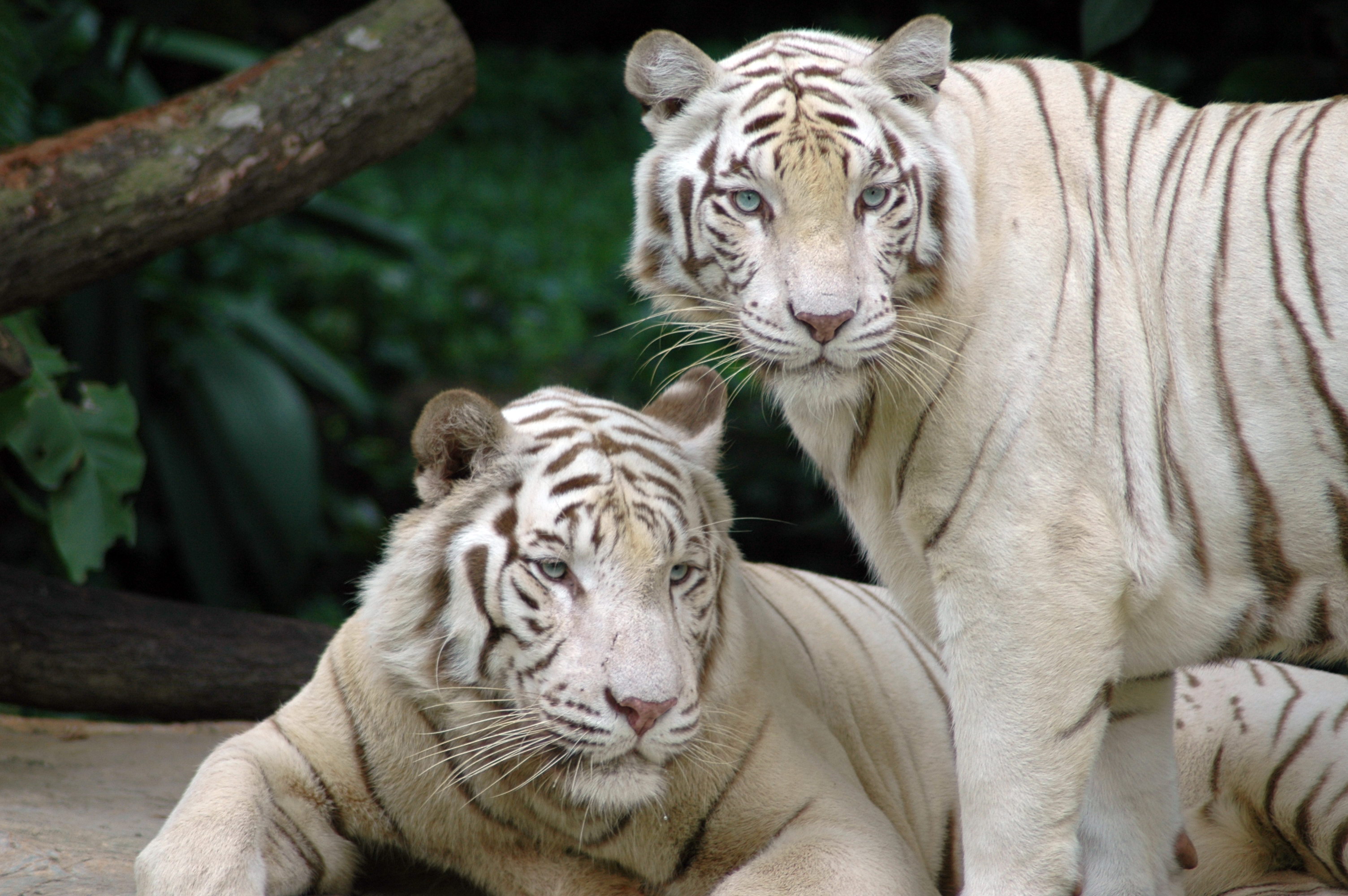 Download Animal White Tiger HD Wallpaper