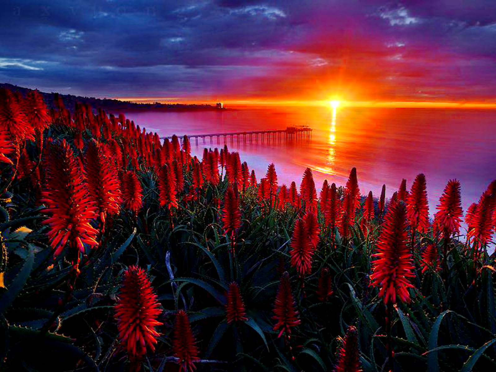 Sunset Over Bridge with Red Flowers HD Wallpaper