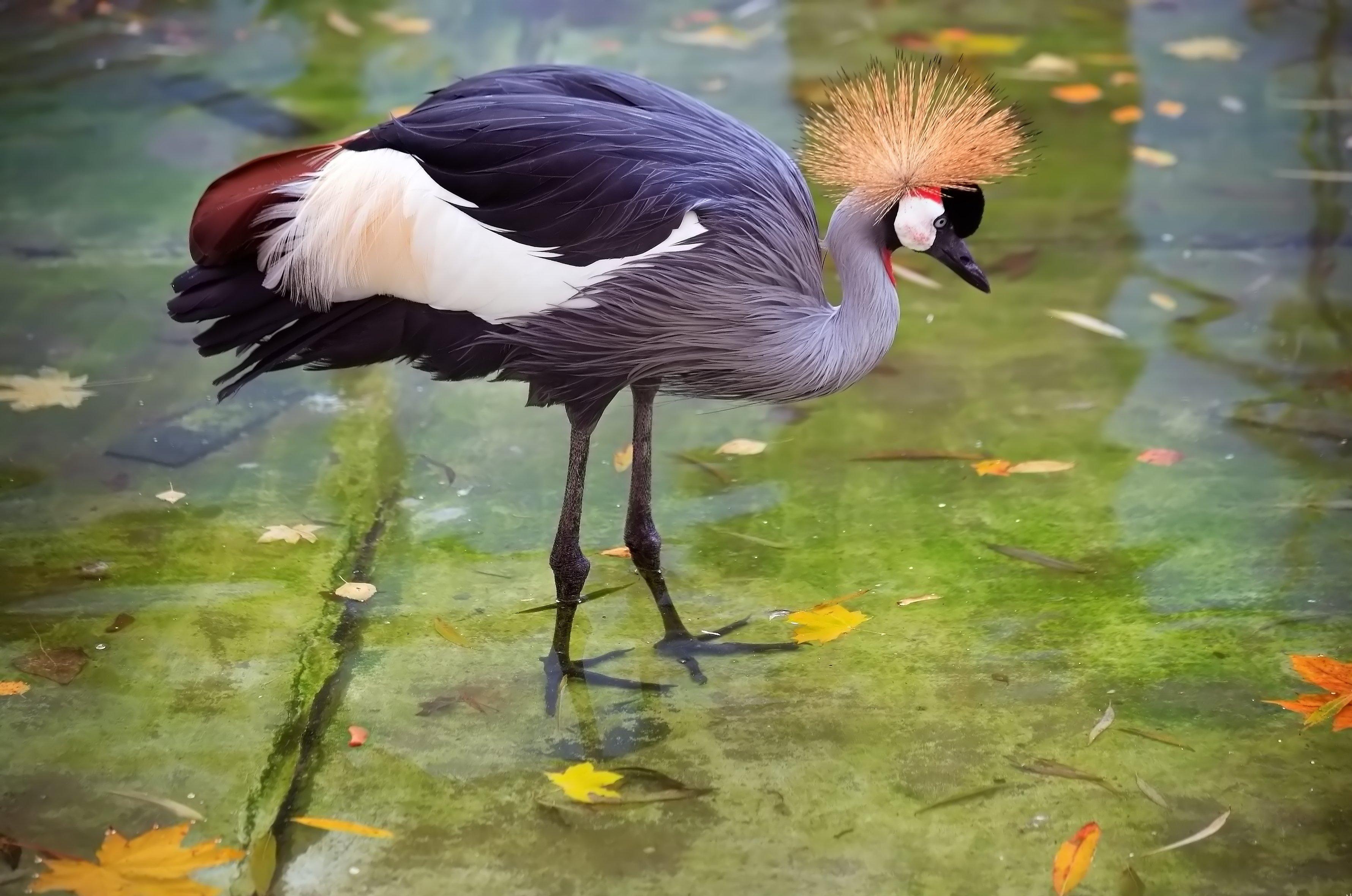 10+ Grey Crowned Crane HD Wallpapers and Backgrounds