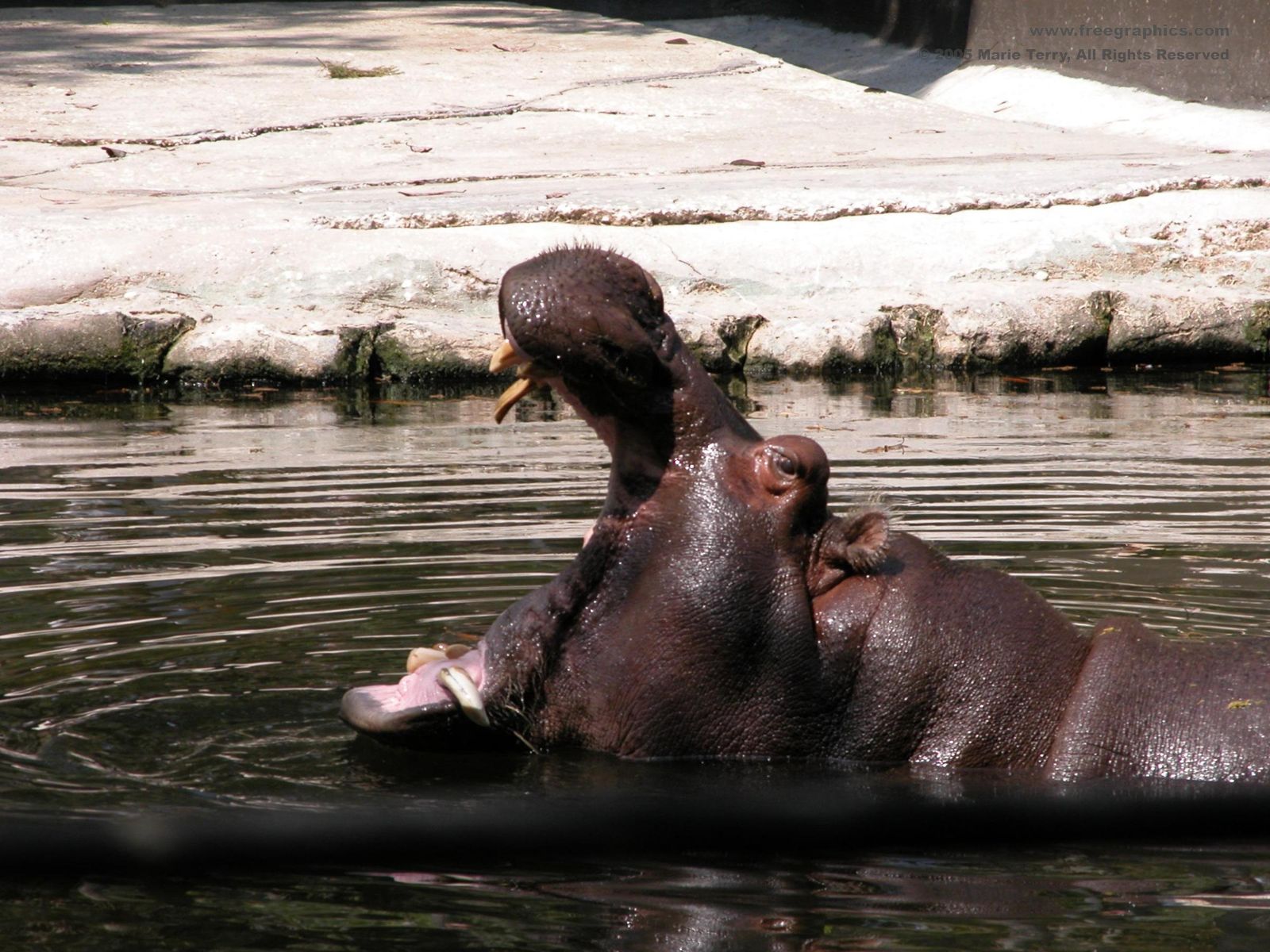 Download Animal Hippo Wallpaper