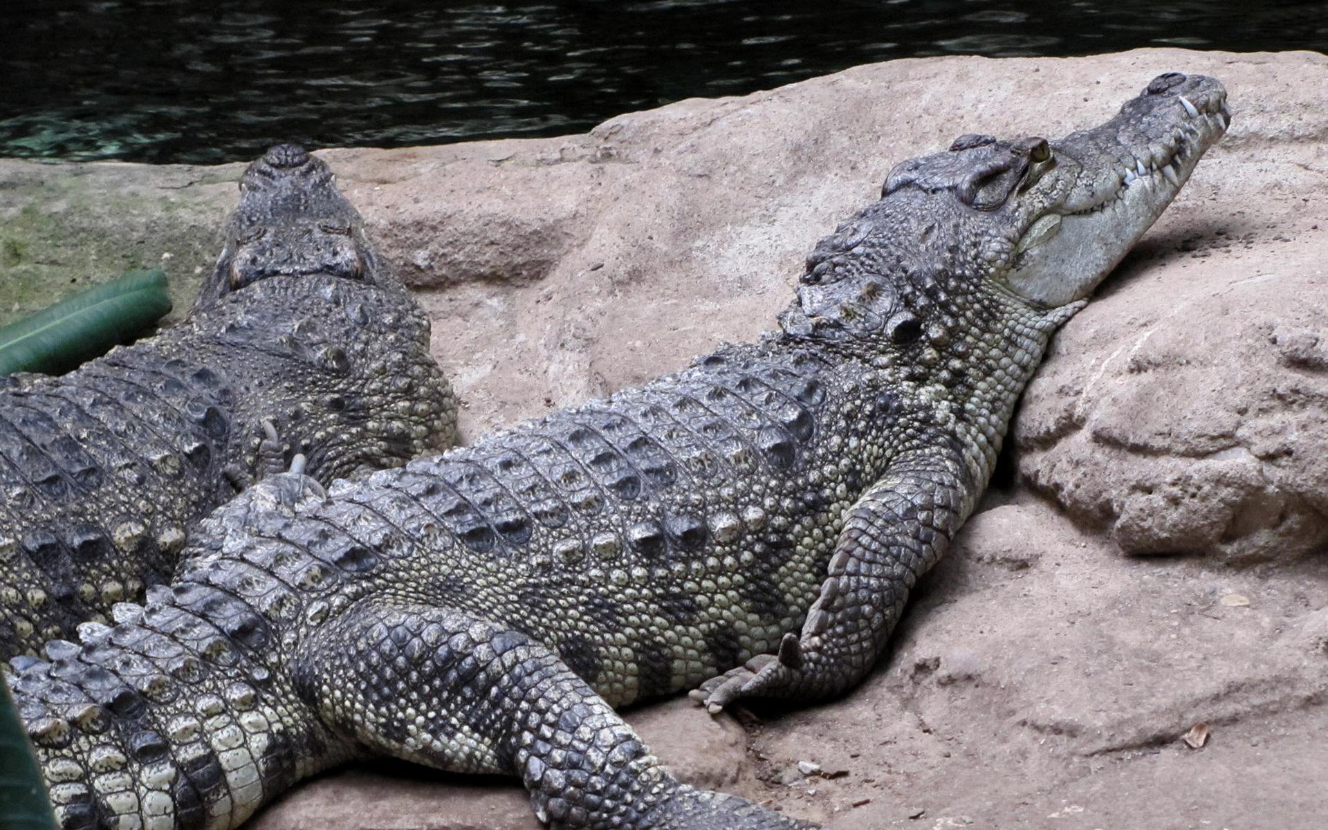 Alligator Full HD Wallpaper and Background Image 1920x1200 ID276101