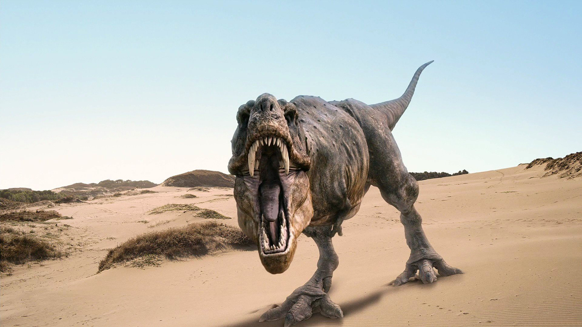 Tyrannosaurus Rex Full HD Wallpaper and Background Image 1920x1080