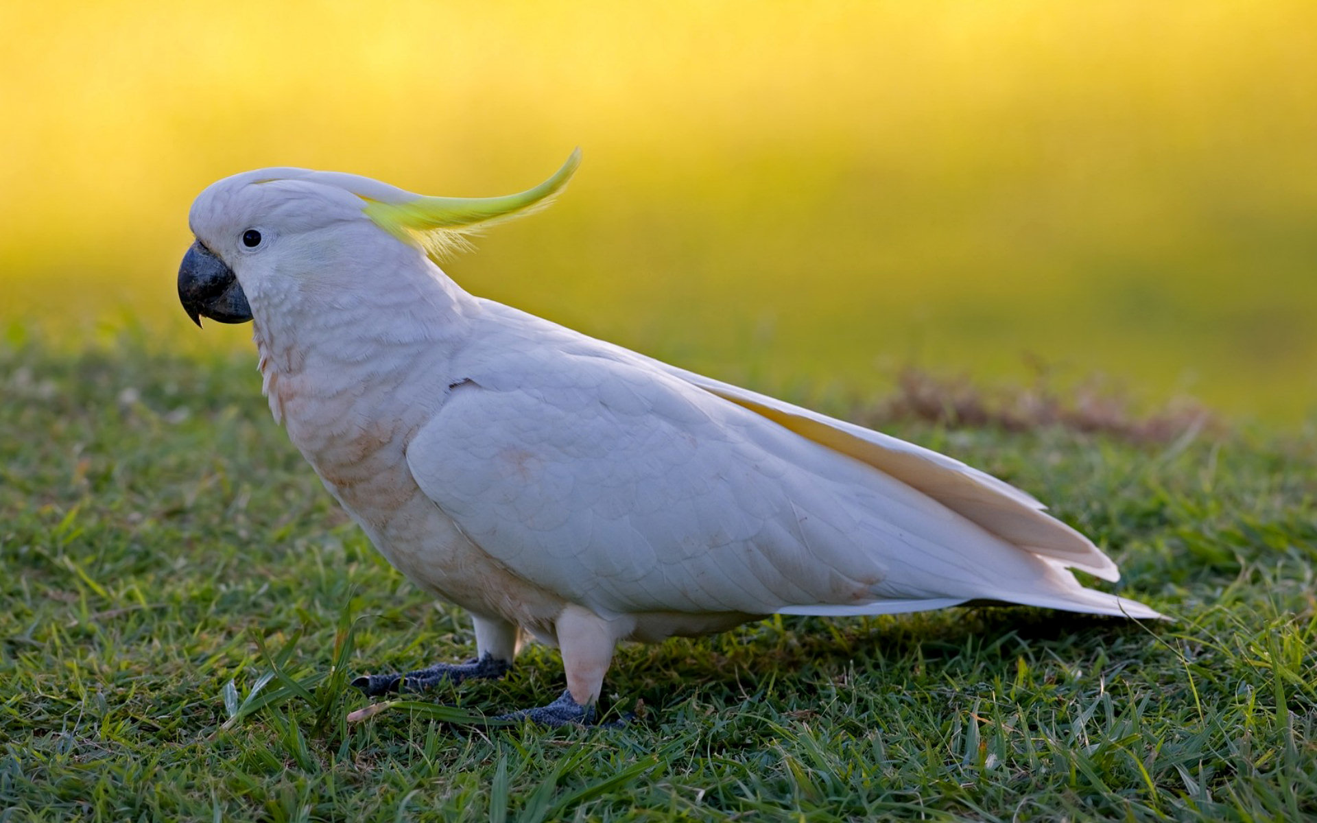 Download Animal Sulphurcrested Cockatoo Sulphurcrested Cockatoo HD Wallpaper