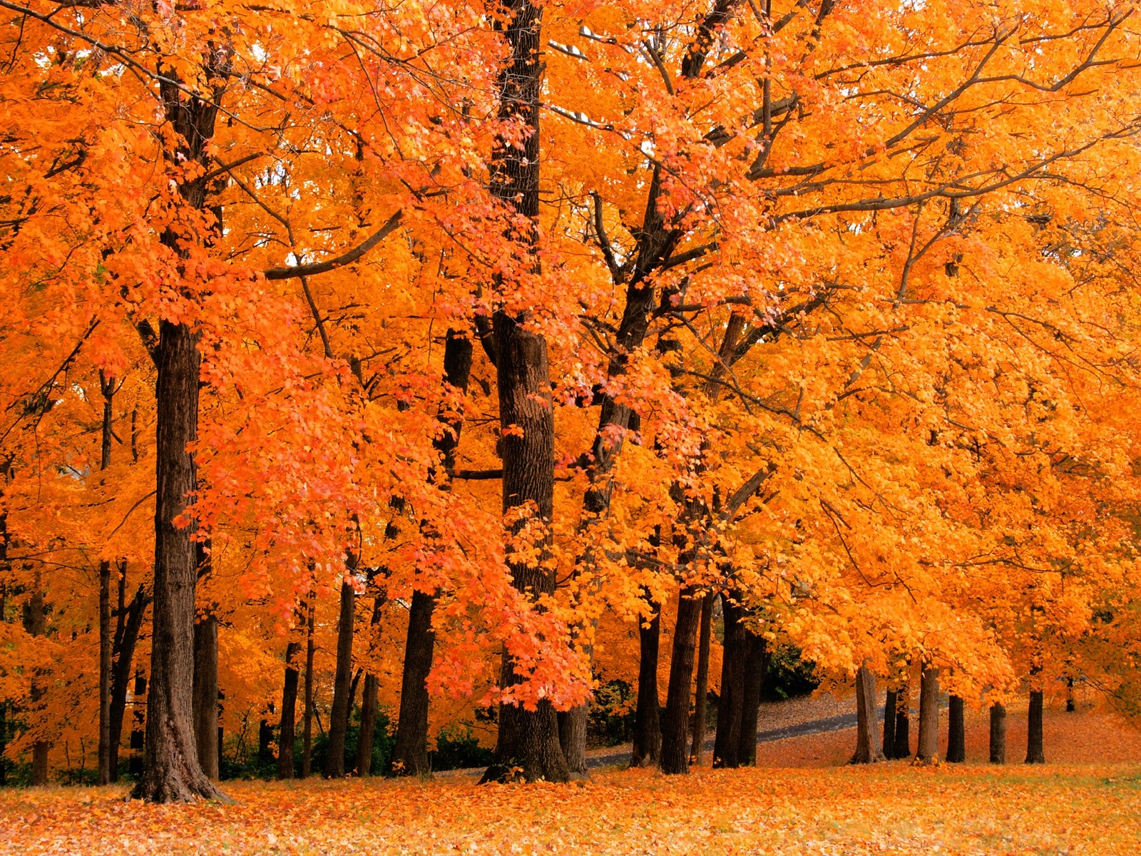 HD Wallpaper Vibrant Fall Foliage in Nature