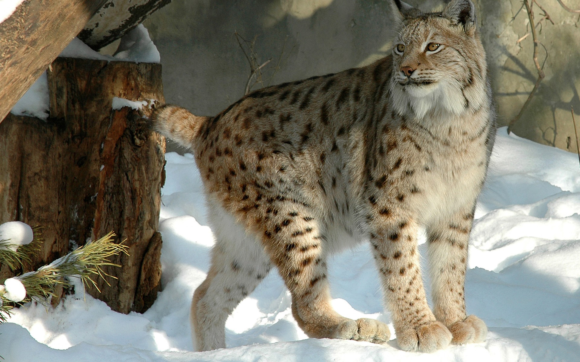 Download Animal Lynx HD Wallpaper