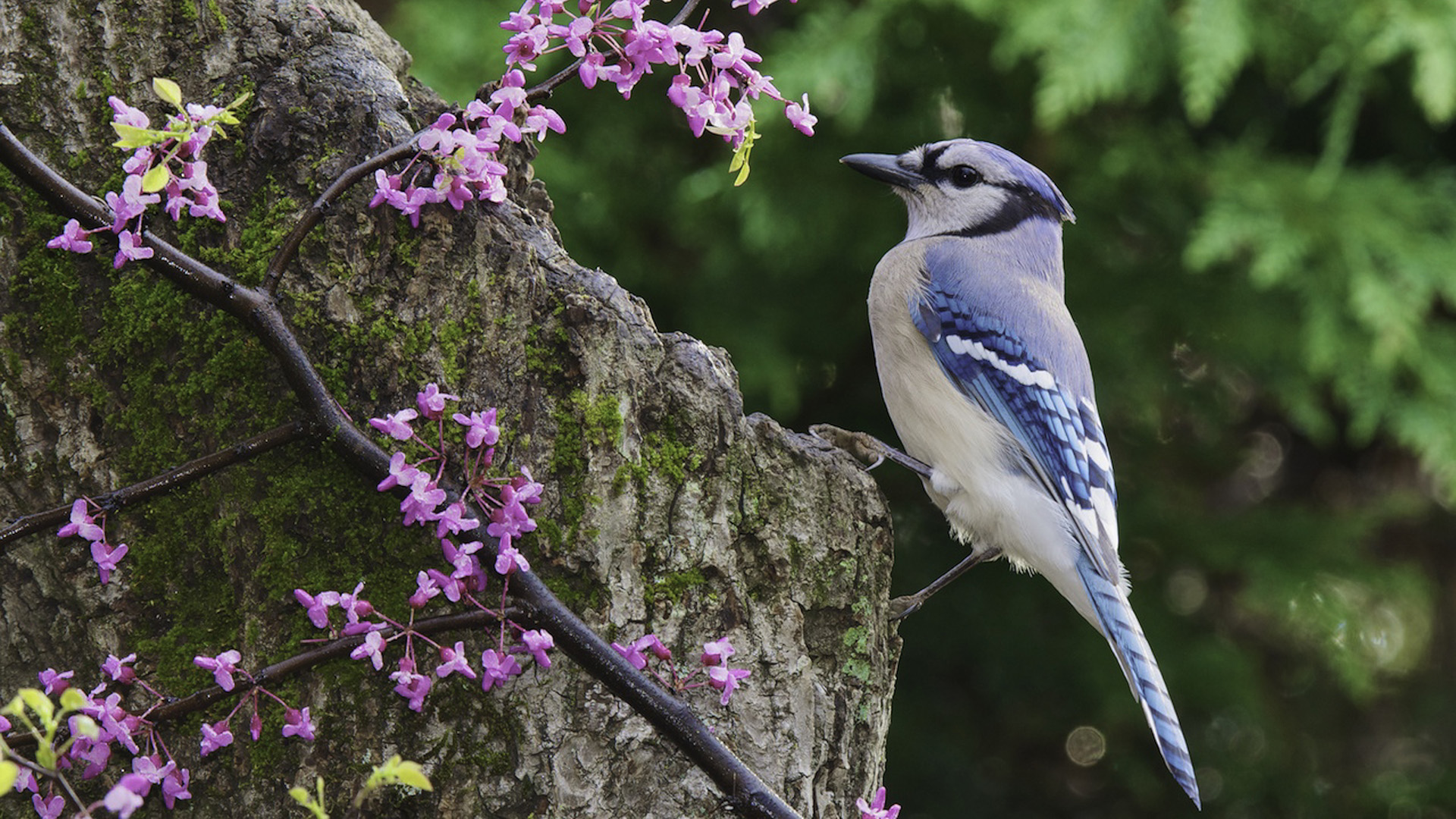 Elegant Blue Jay A Stunning HD Wallpaper