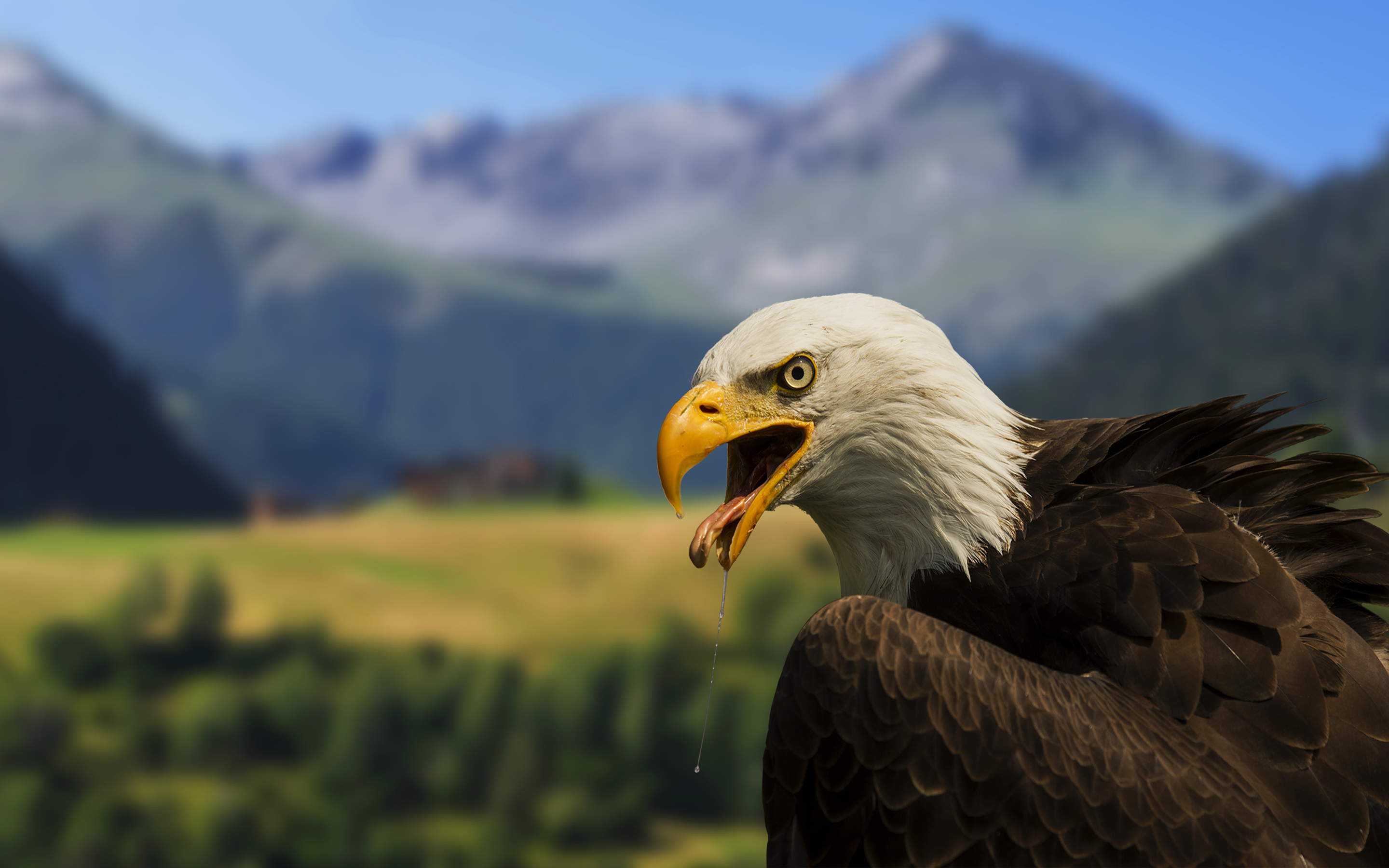 Download Animal Bald Eagle HD Wallpaper