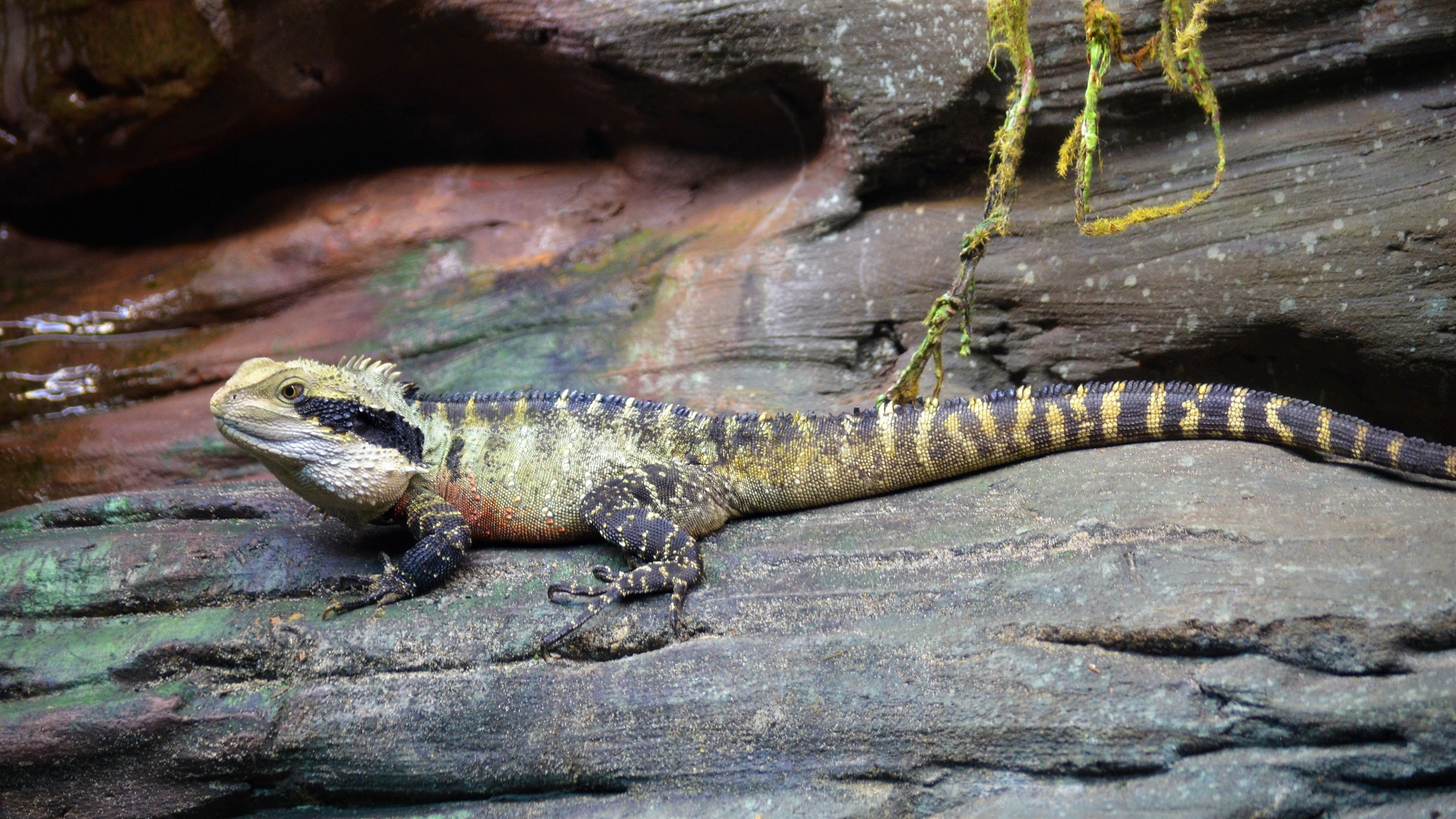 Australian water dragon, includes the eastern water dragon and the
