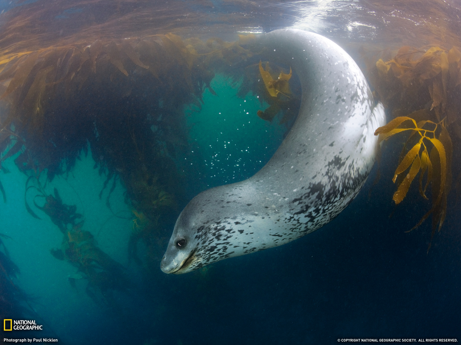 Download Seal Animal Leopard Seal Wallpaper by national geographics