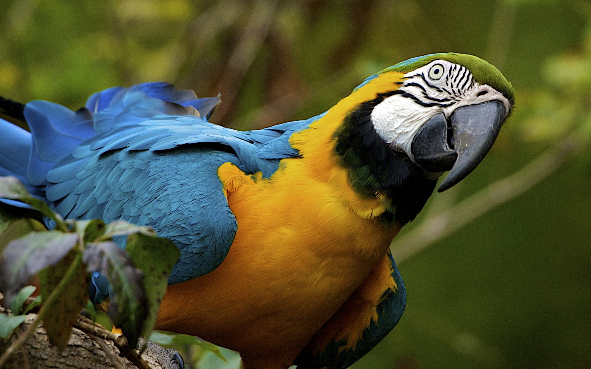 Blueandyellow Macaw Full HD Wallpaper and Background Image
