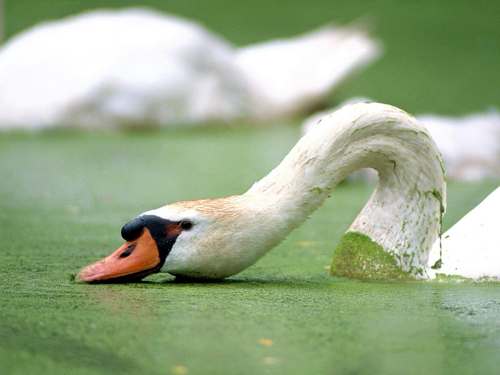 Download Swan Animal Mute Swan Wallpaper