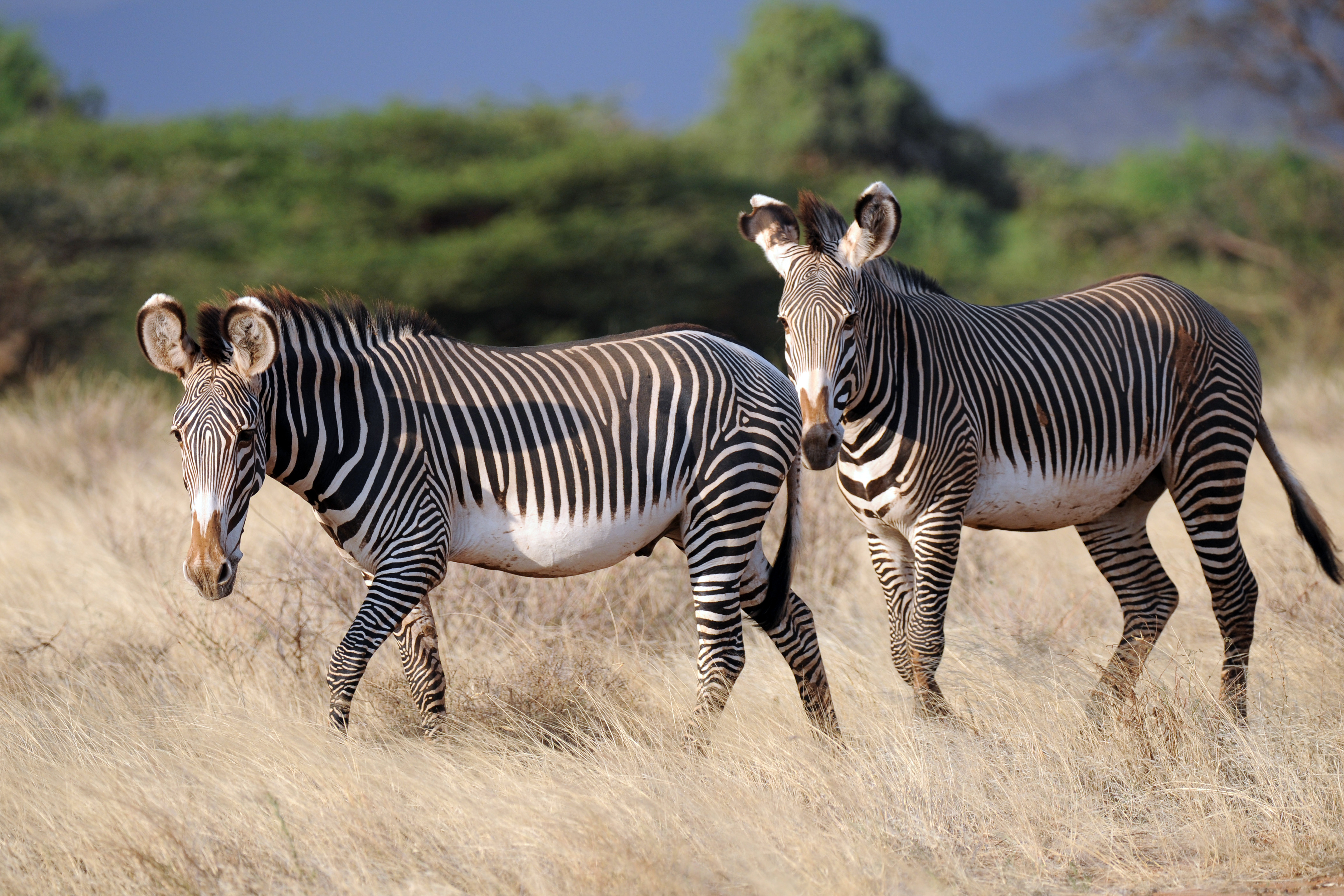 Download Animal Zebra 4k Ultra HD Wallpaper