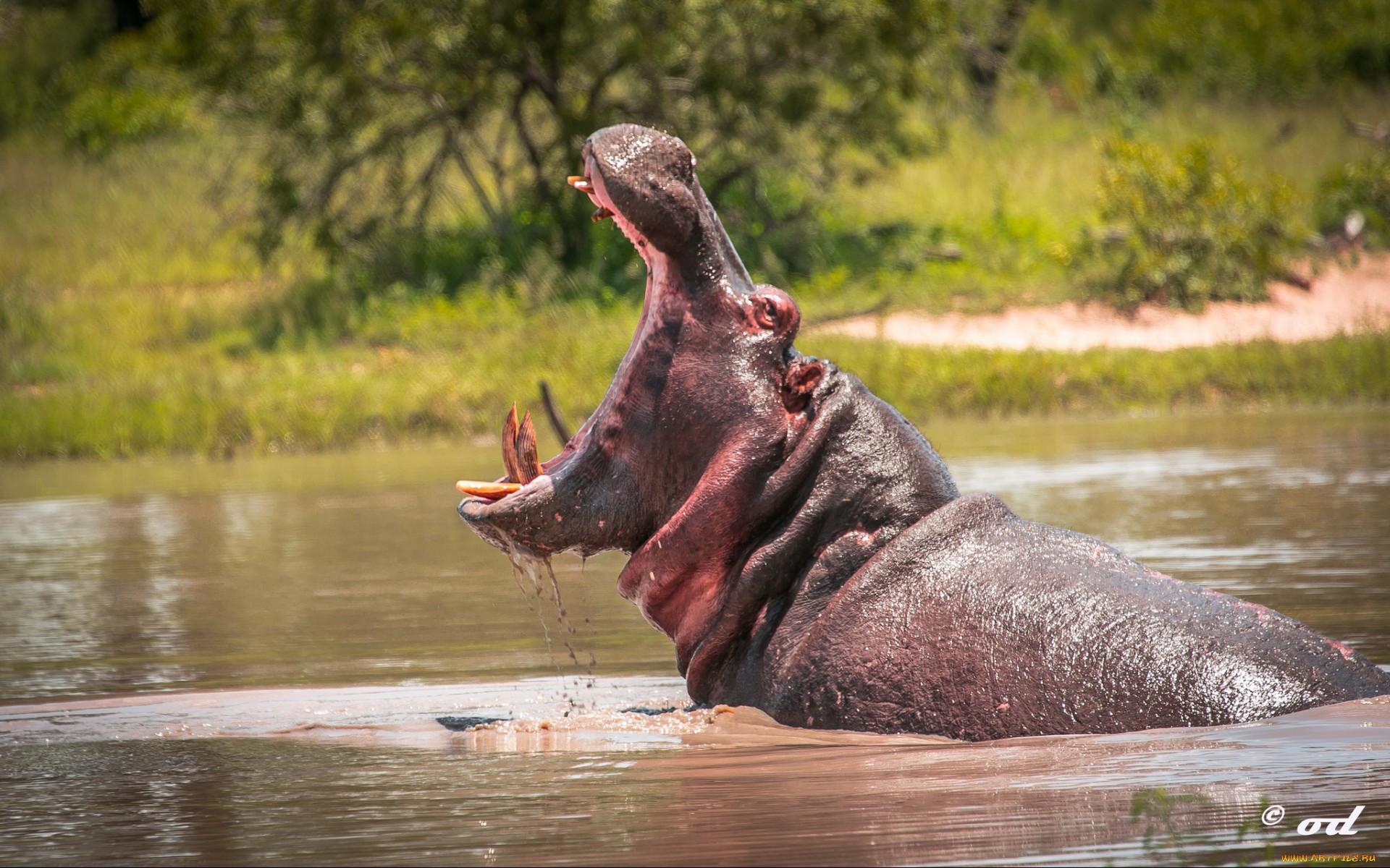 Hippo Computer Wallpapers, Desktop Backgrounds 1920x1200 ID458667