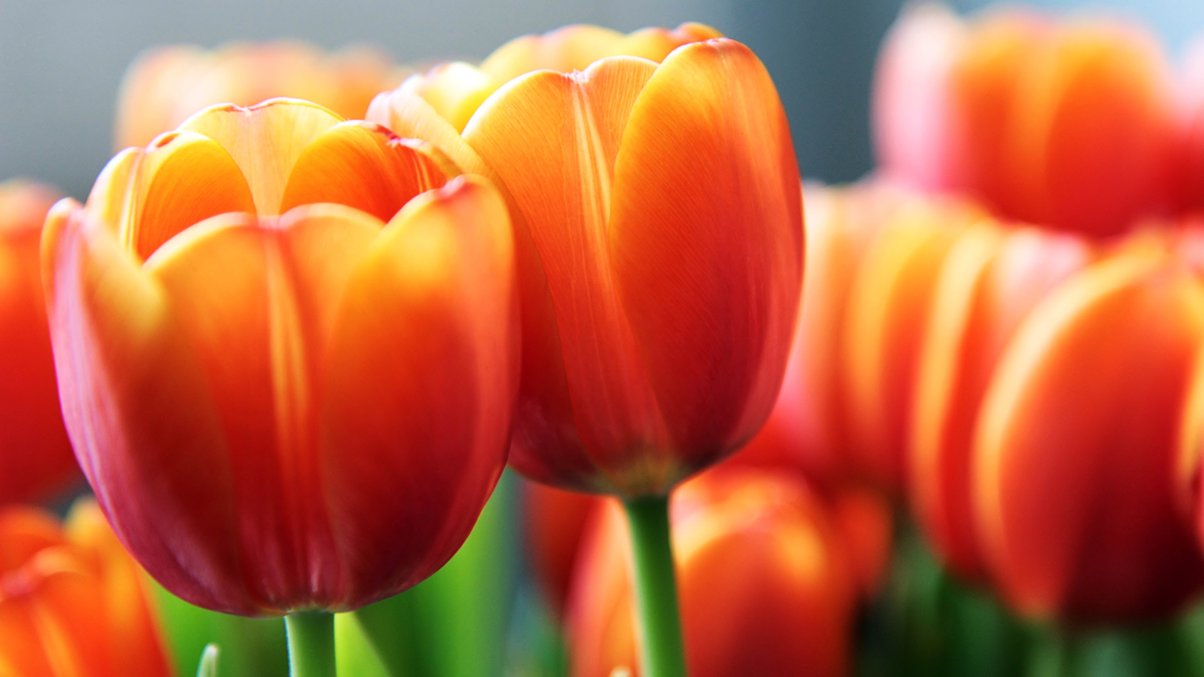 tulips 4k Ultra HD Wallpaper and Background Image 3840x2160 ID463391