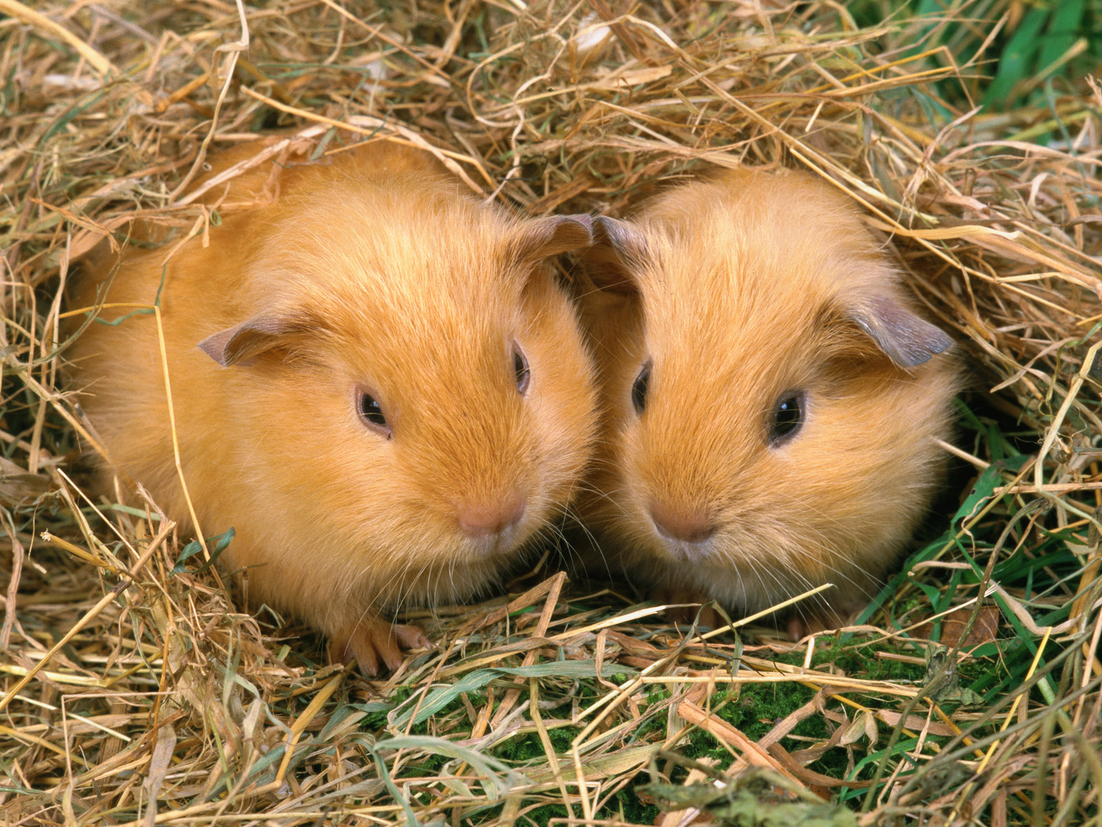 Guinea Pig Wallpaper and Background Image 1600x1200