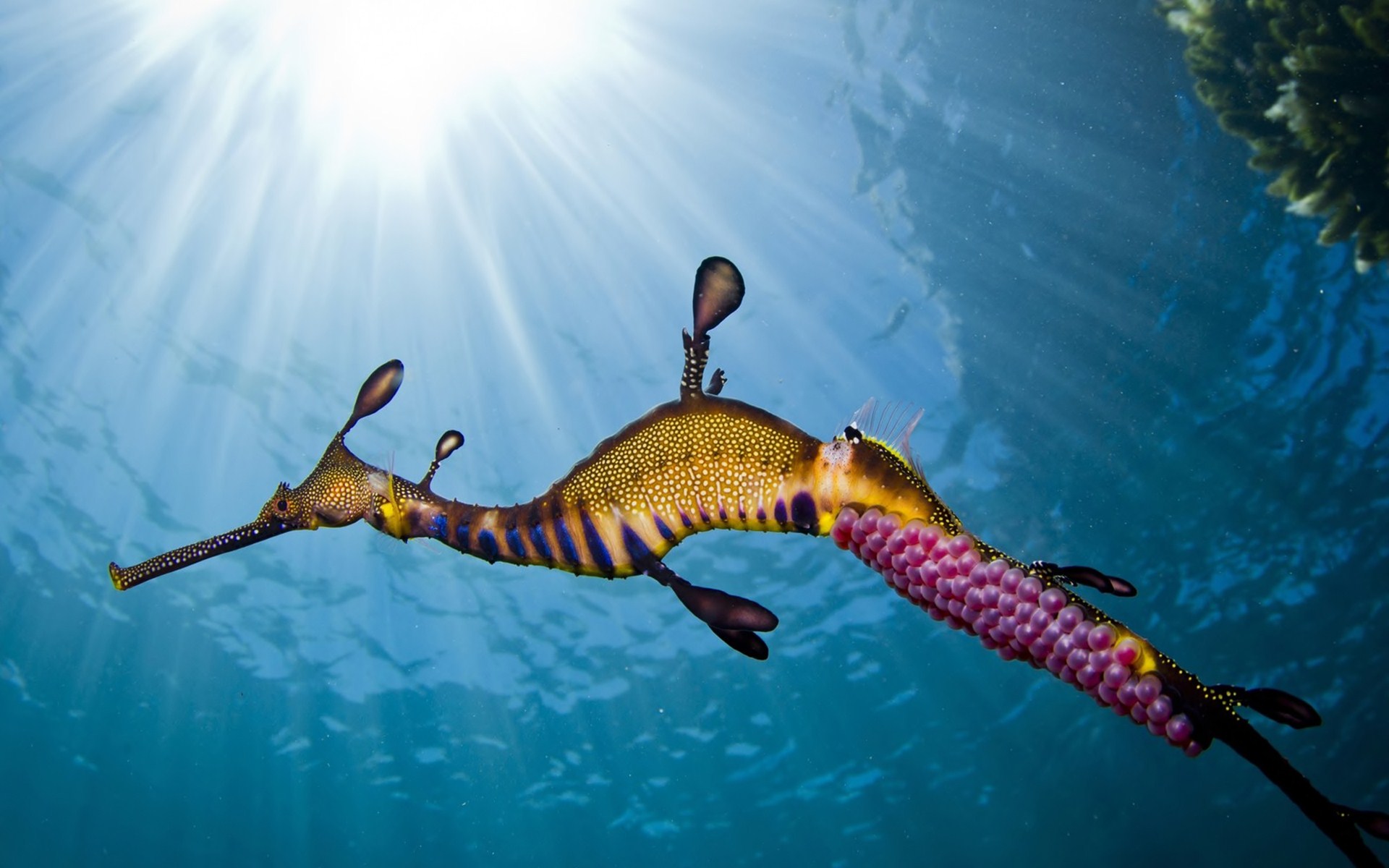 Weedy Sea Dragon Full HD Wallpaper and Background Image 1920x1200