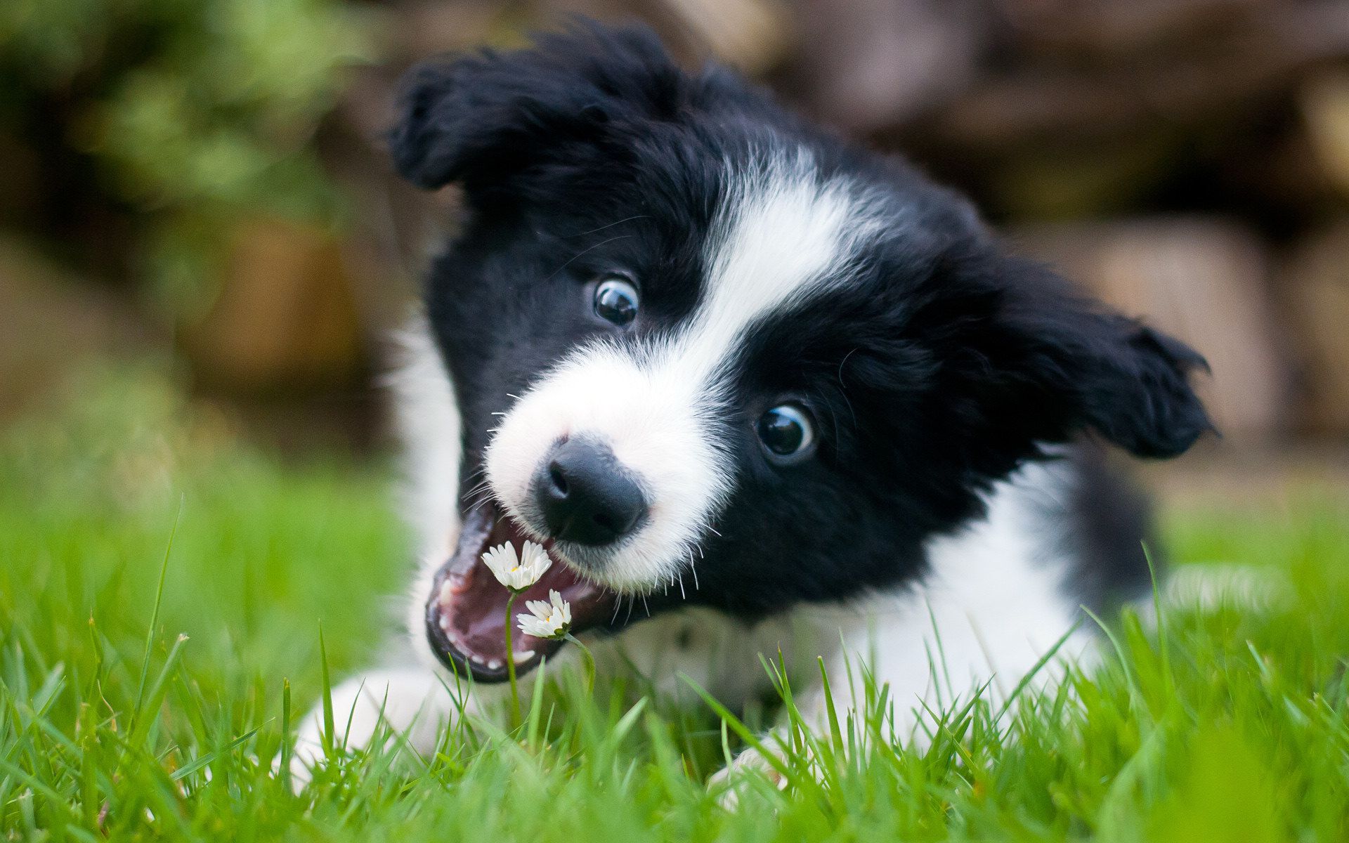 Border Collie HD Wallpaper Background Image 1920x1200