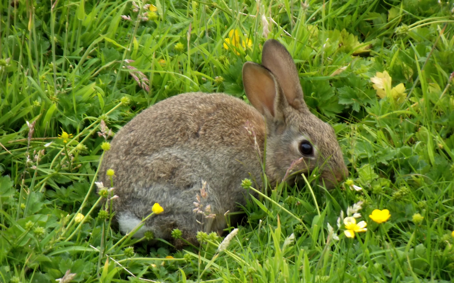 Lapin Fonds d'écran, Arrièresplan 1920x1200 ID480811