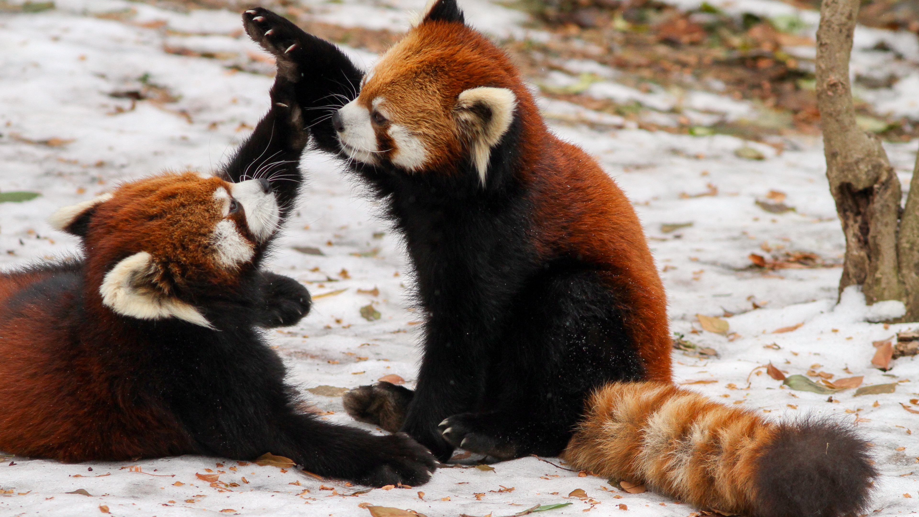 Red panda 4k Ultra HD Wallpaper and Background Image 3840x2160 ID
