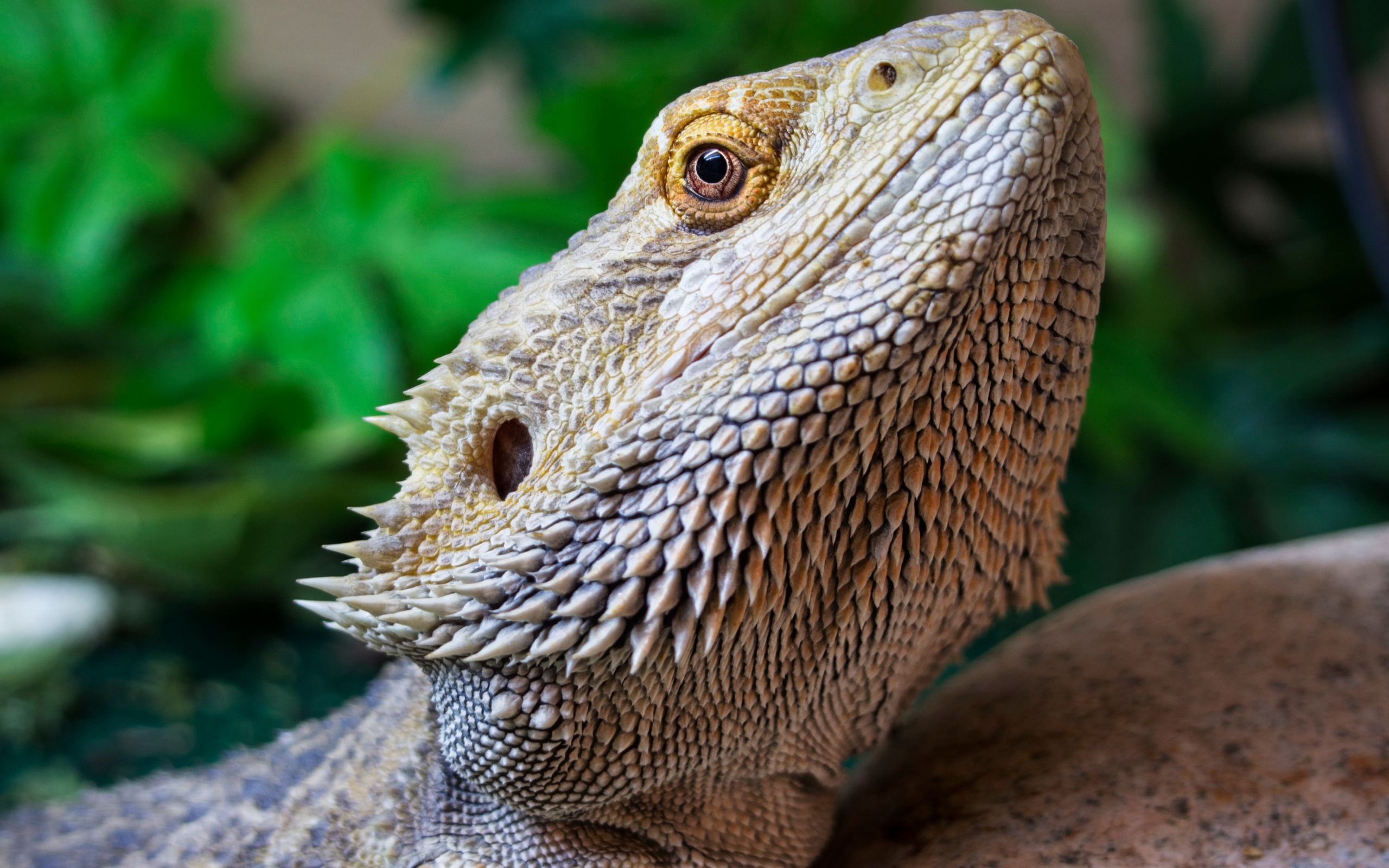 Download Animal Bearded Dragon HD Wallpaper
