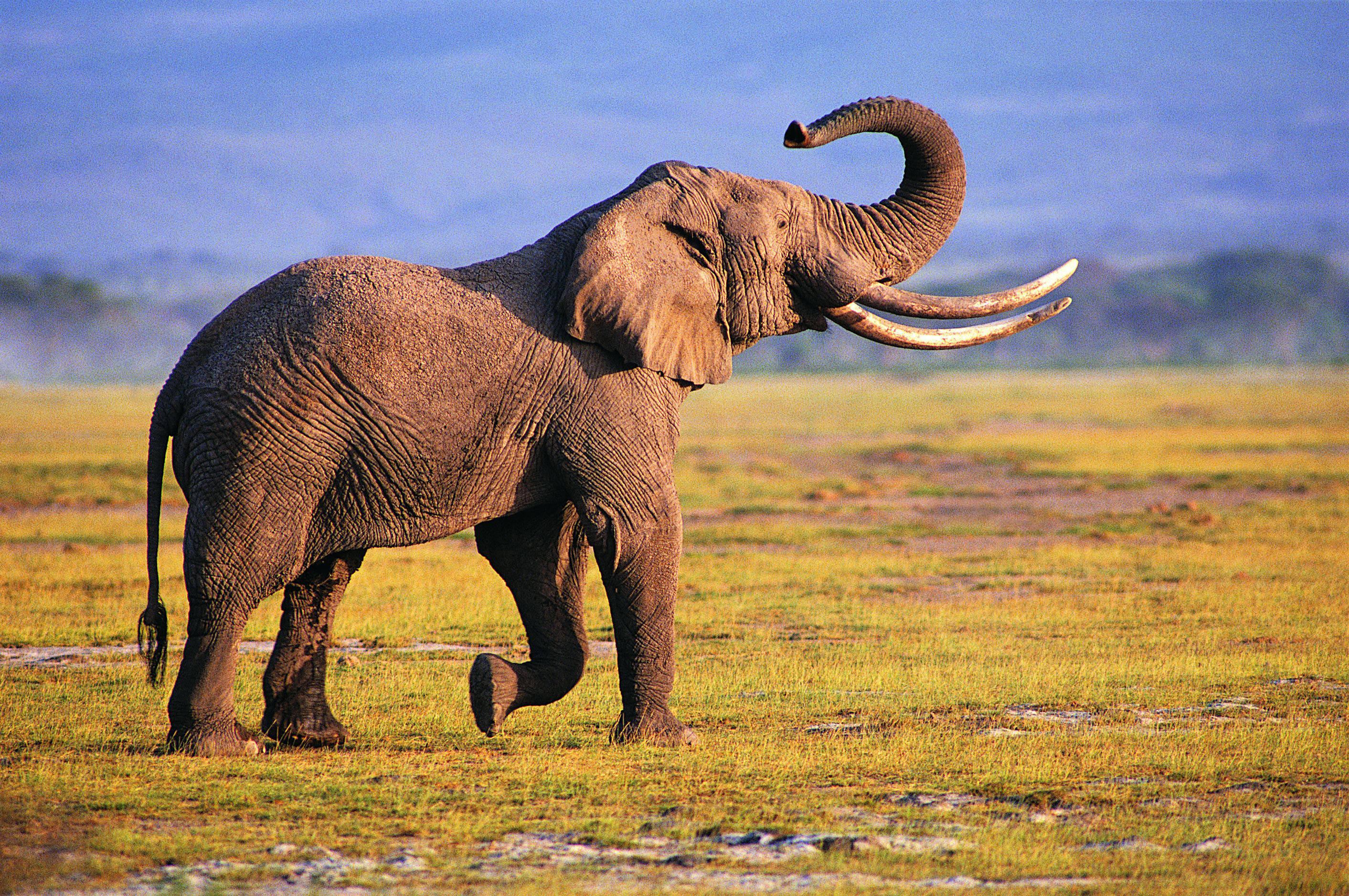 Download Animal African Bush Elephant HD Wallpaper