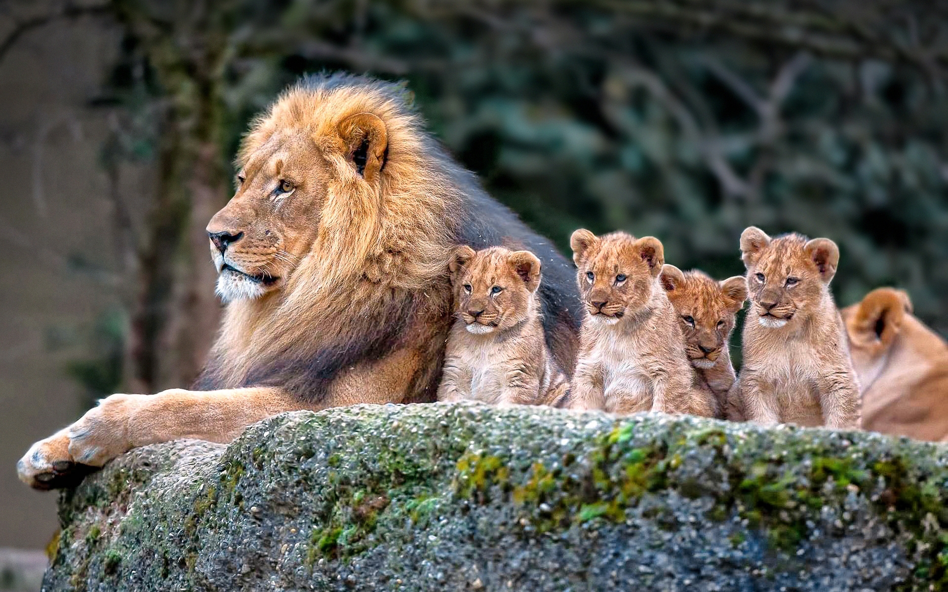 Royal Lion Family HD Wallpaper