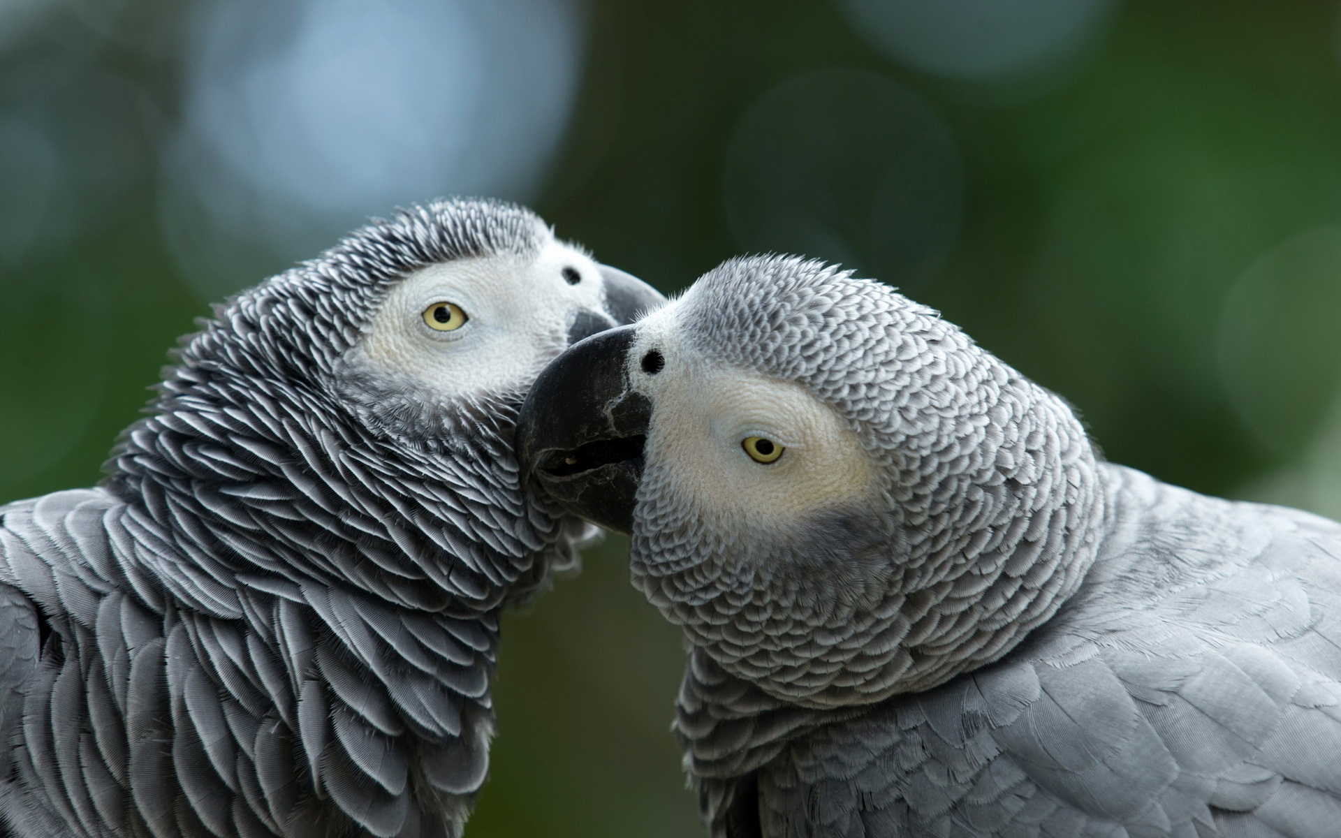 Aggregate more than 65 african grey wallpaper