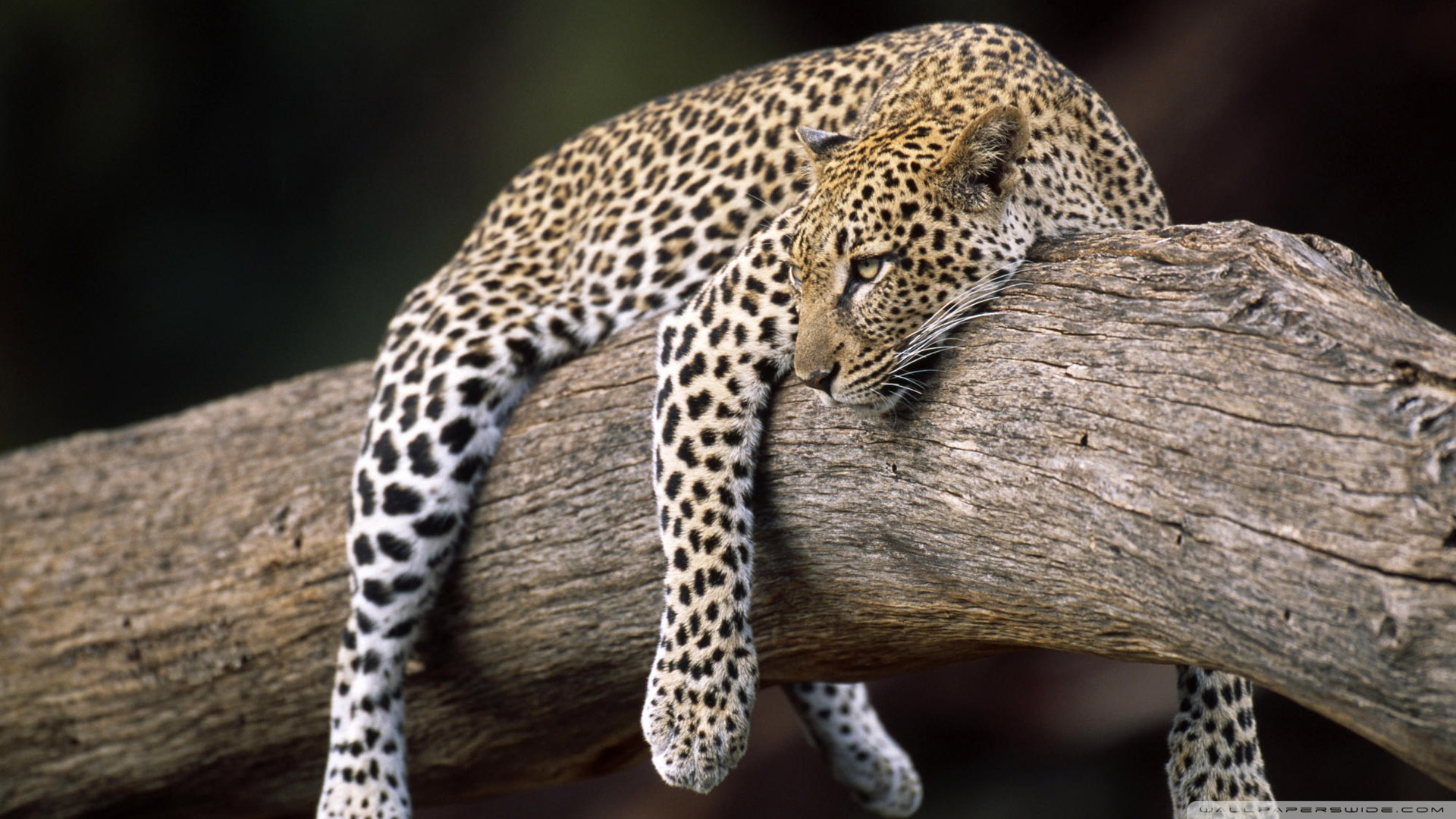 leopard Computer Wallpapers, Desktop Backgrounds 1920x1080 ID526064