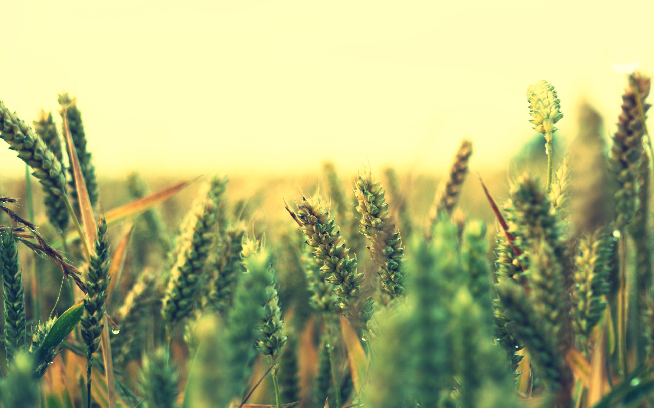 Wheat HD Wallpaper Background Image 2560x1600 ID535189